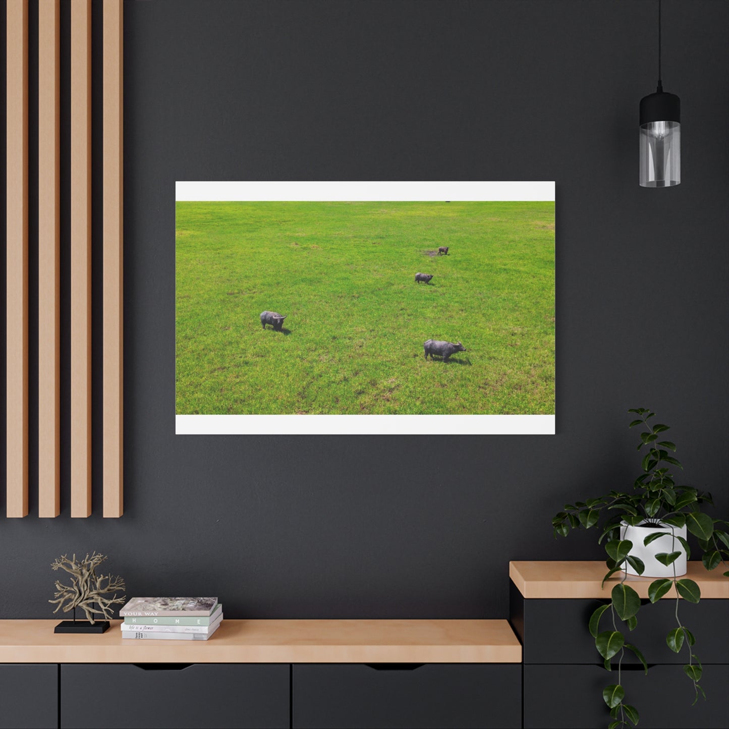 Asiatic Water Buffalo - Canvas Print
