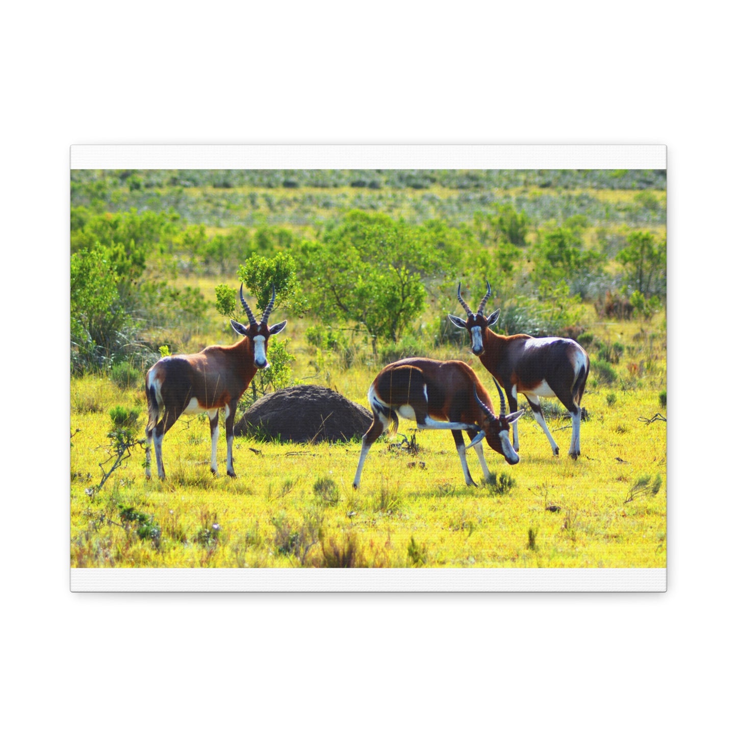 Blesbok in Africa - Canvas Print