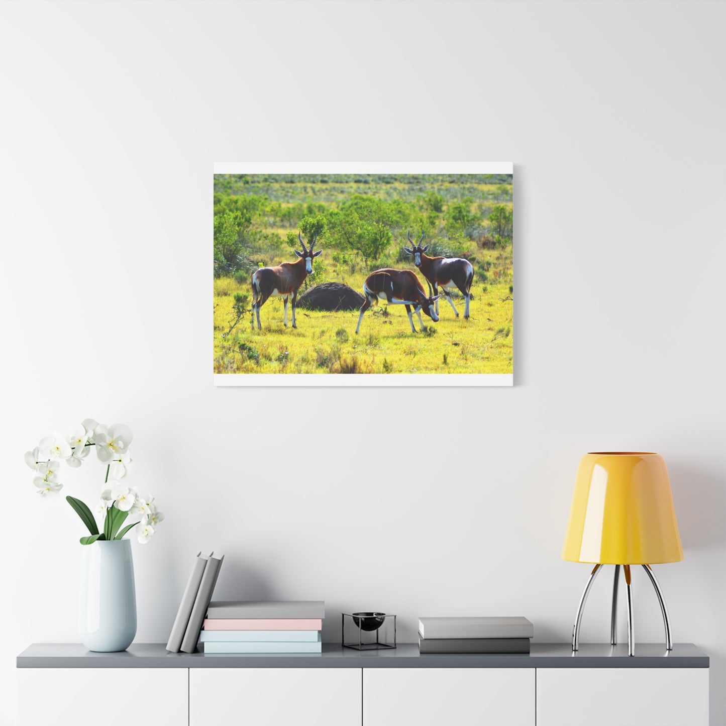 Blesbok in Africa - Canvas Print