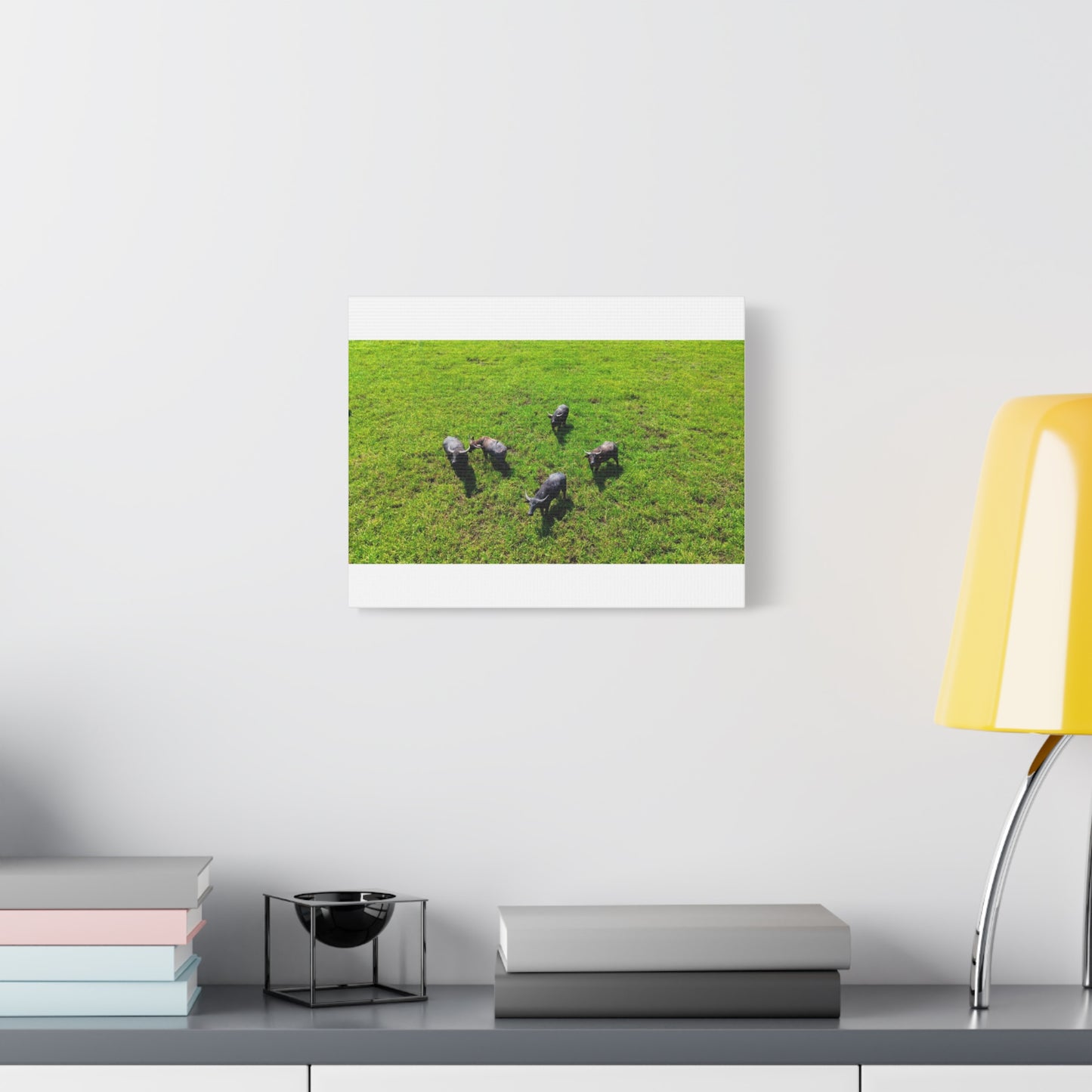 Australia Water Buffalo - Canvas Print