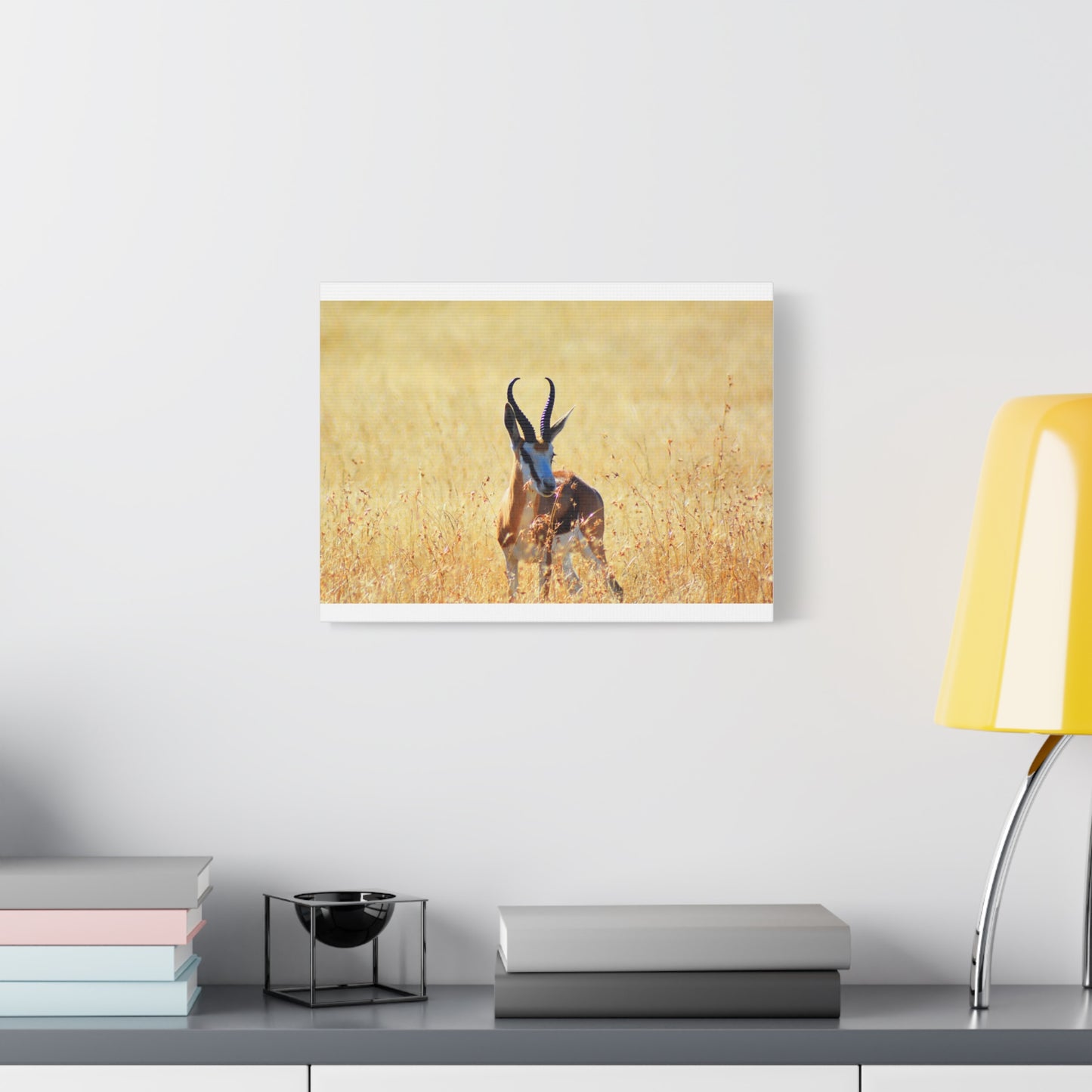 Africa Springbok