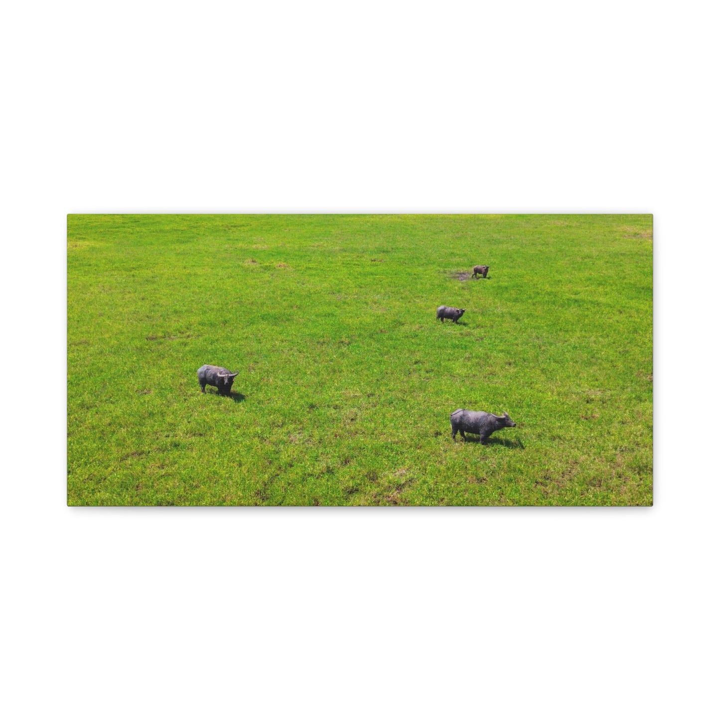 Asiatic Water Buffalo - Canvas Print