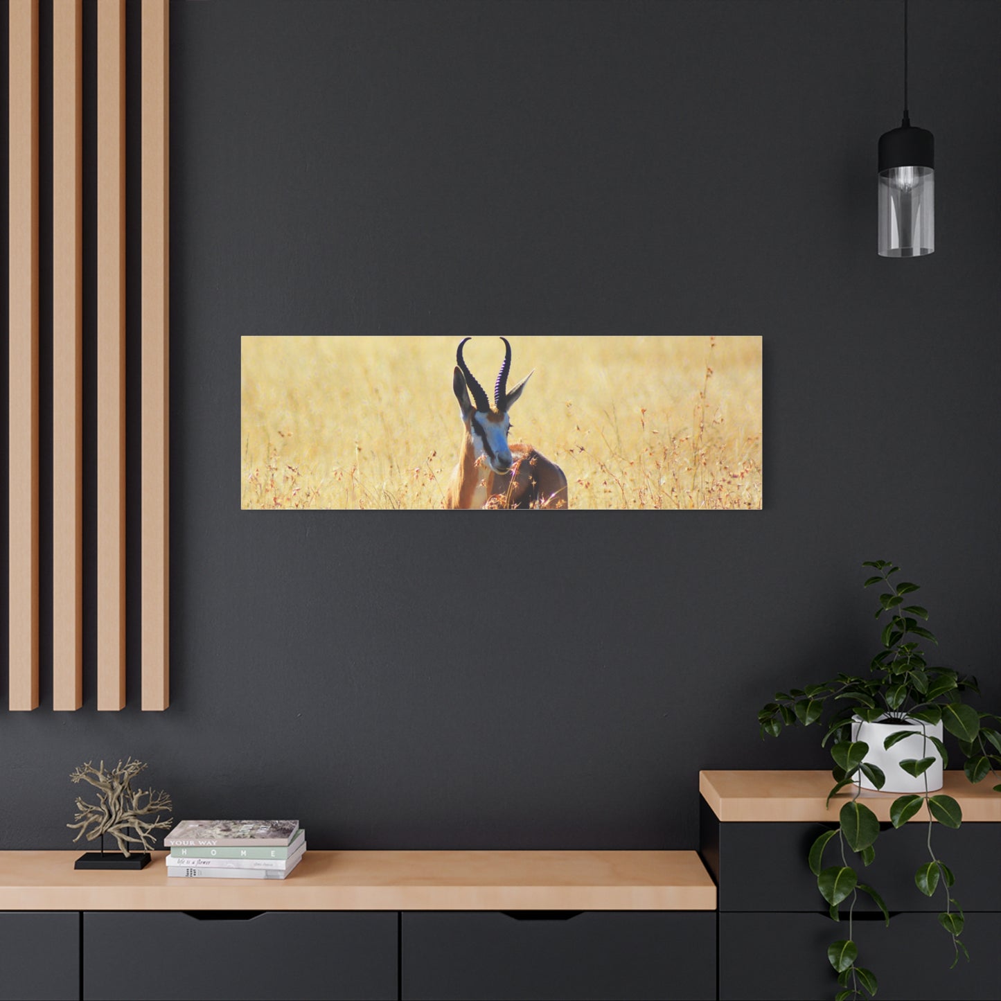 Africa Springbok