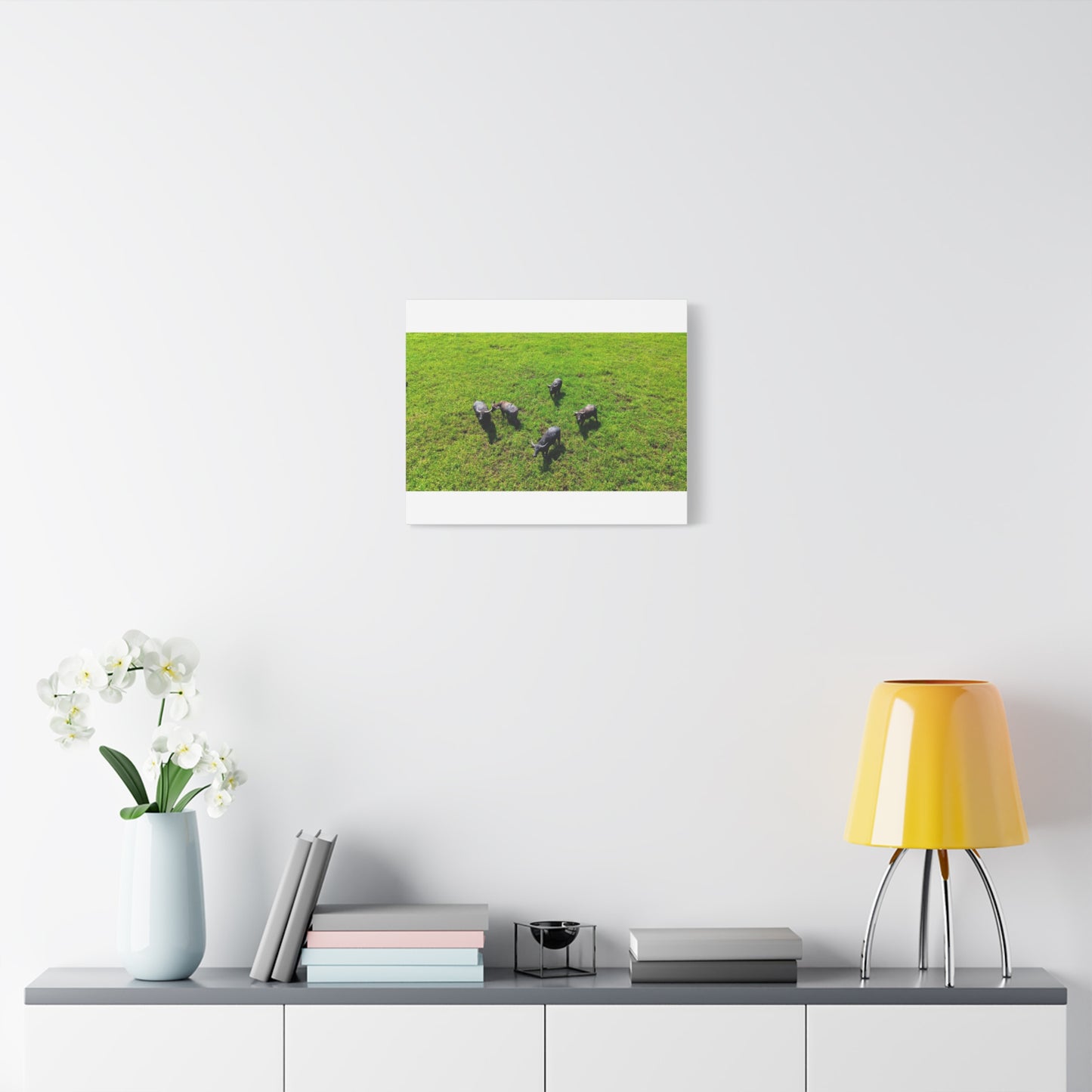 Australia Water Buffalo - Canvas Print
