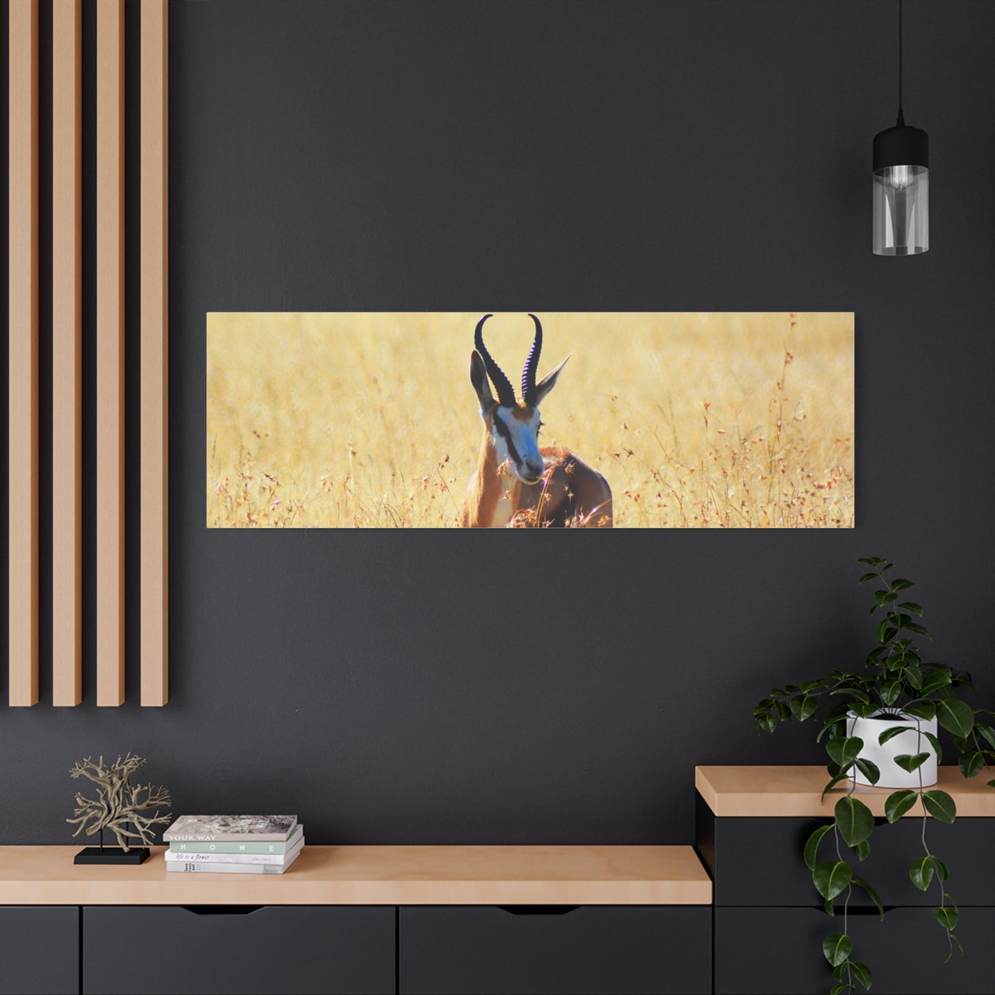 Africa Springbok