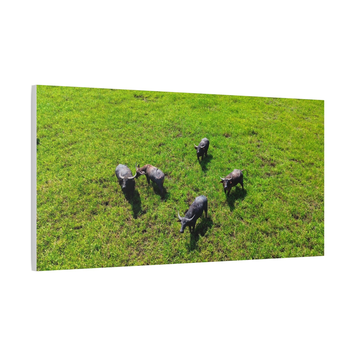 Australia Water Buffalo - Canvas Print