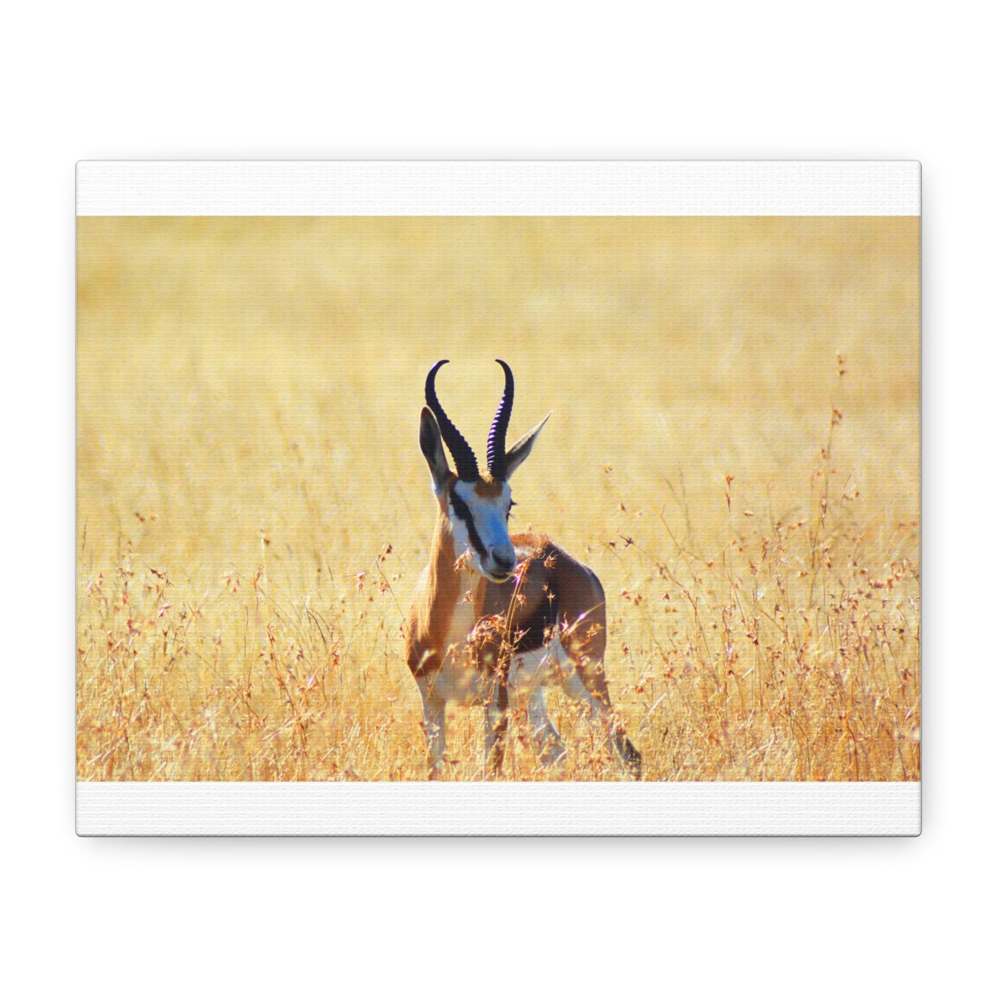Africa Springbok