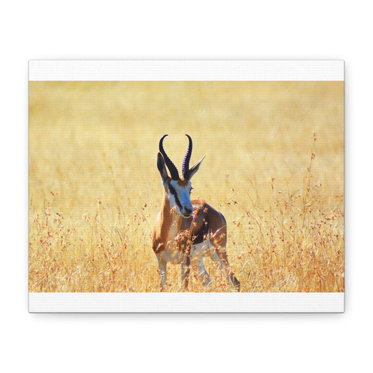 Africa Springbok