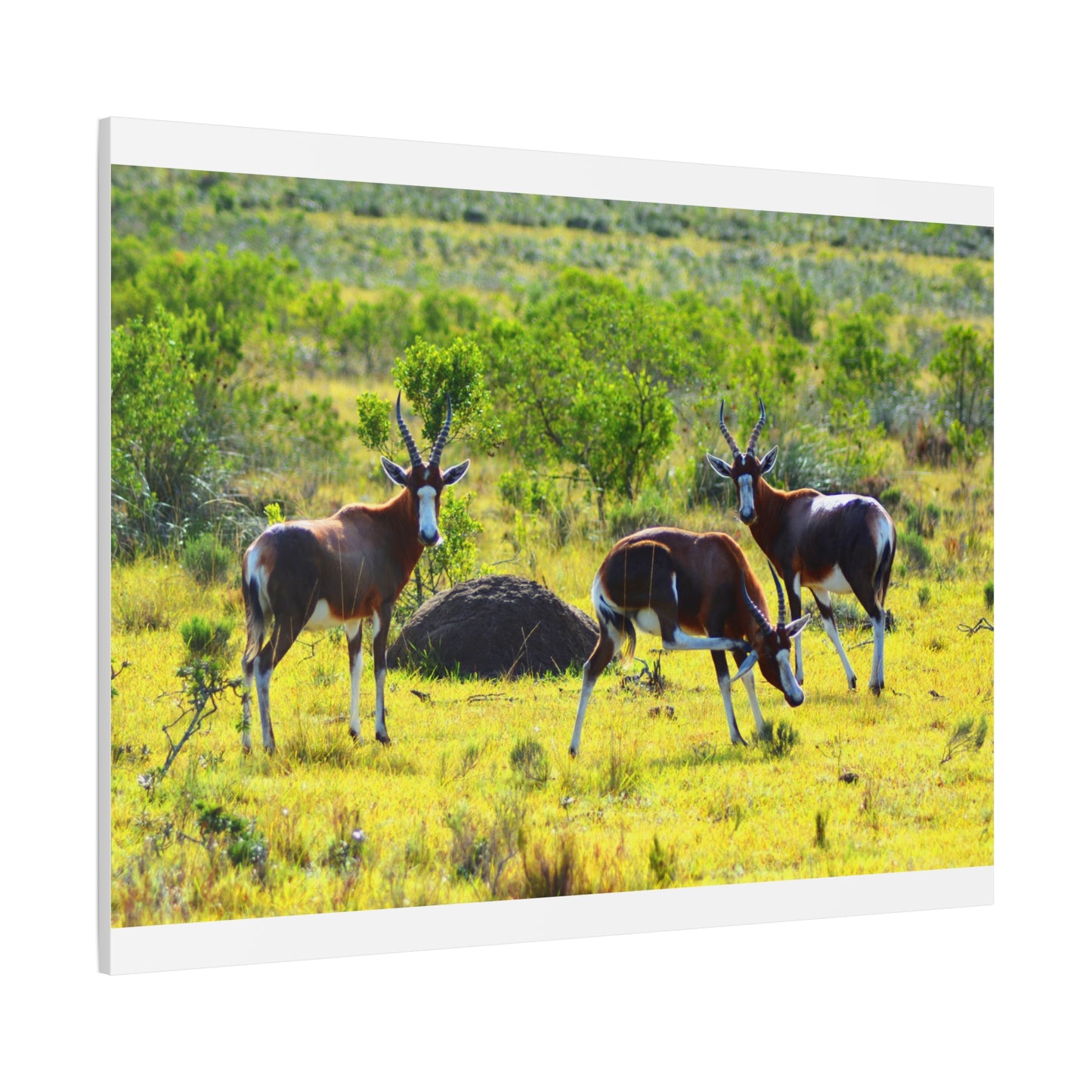 Blesbok in Africa - Canvas Print