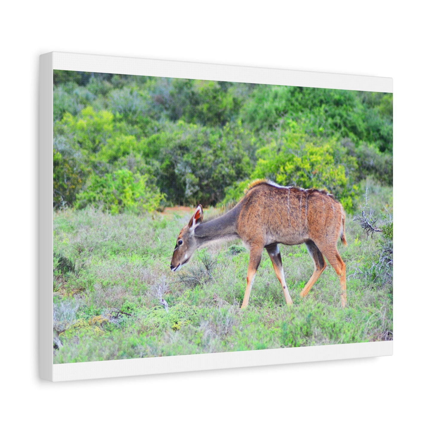 Africa Kudu Cow - Canvas Print