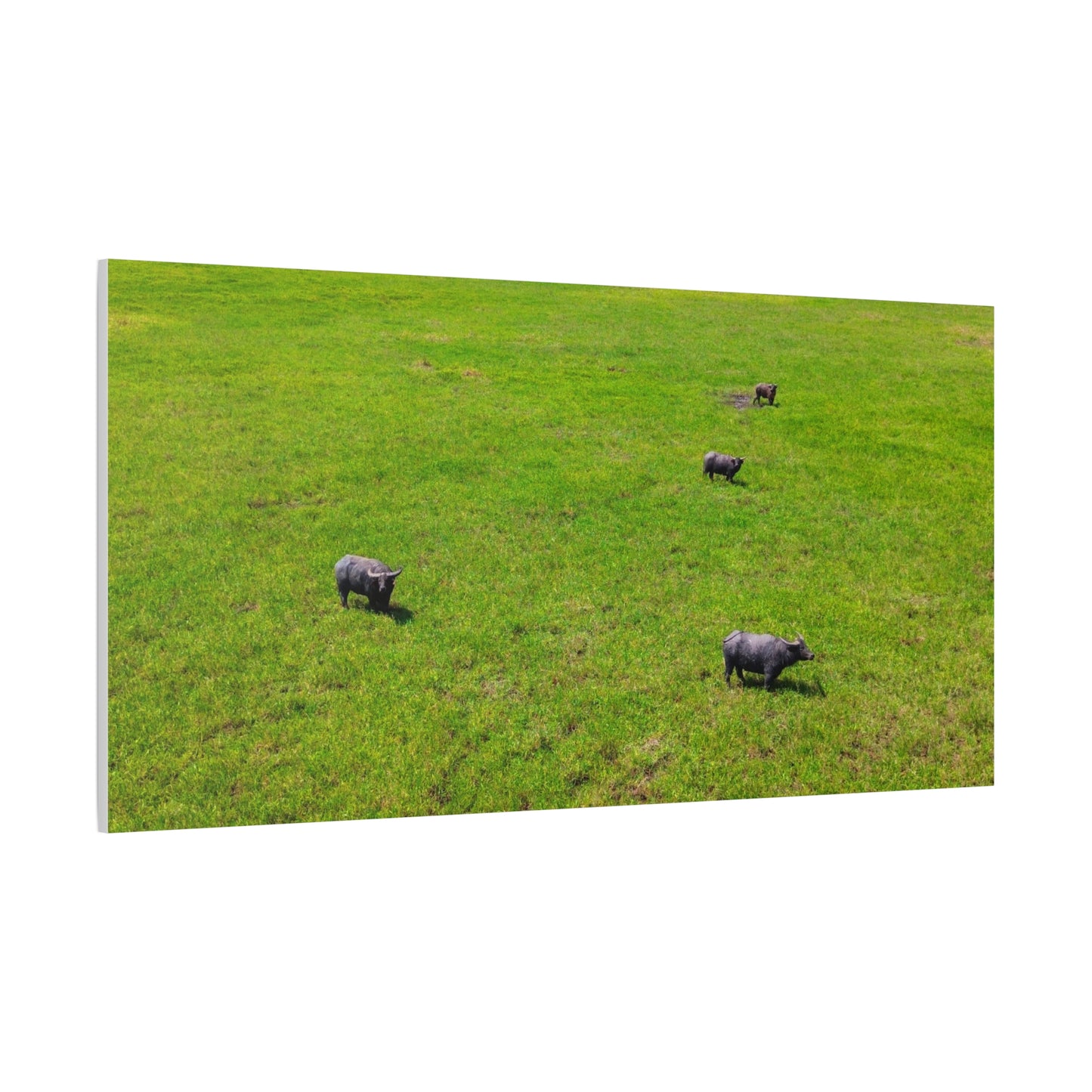 Asiatic Water Buffalo - Canvas Print