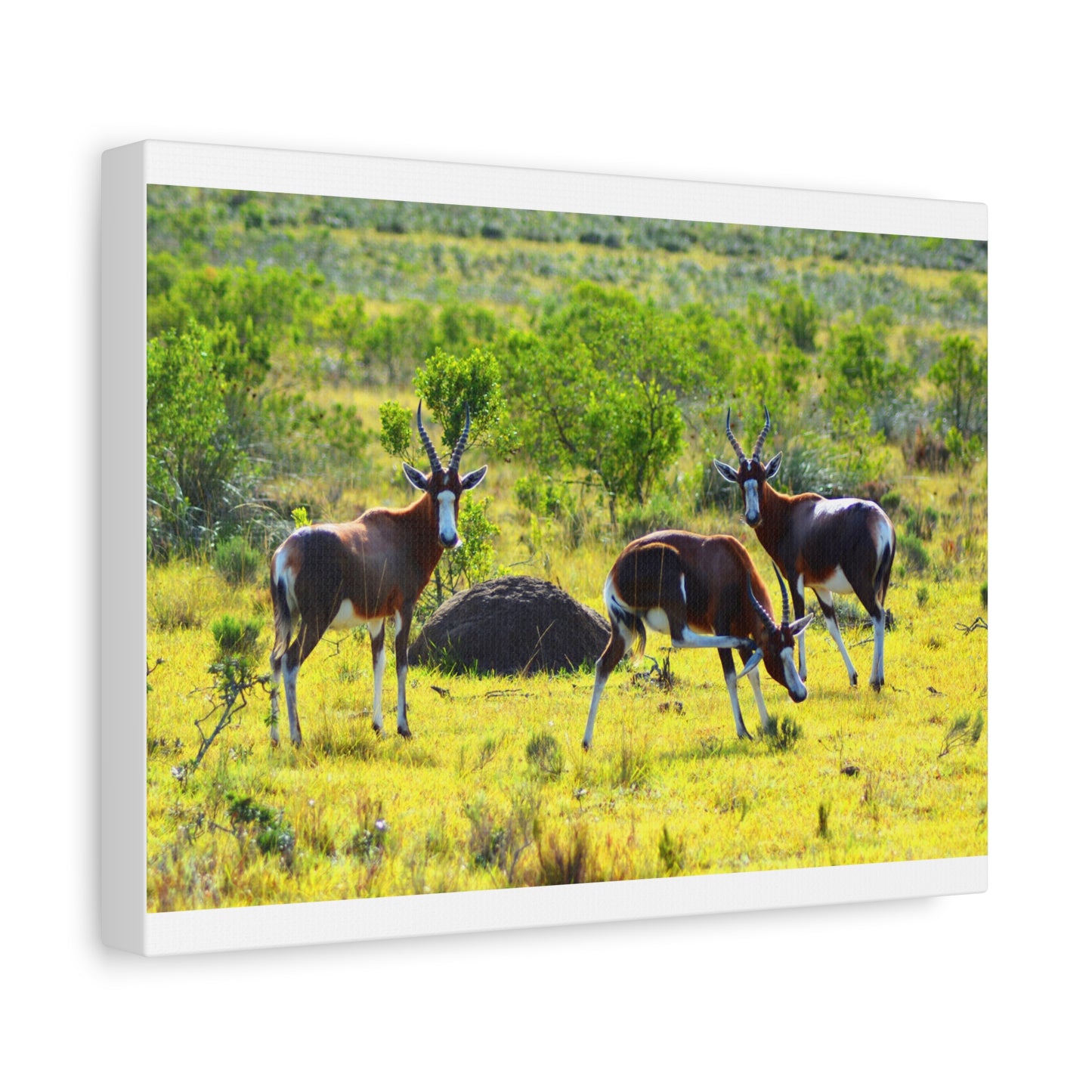 Blesbok in Africa - Canvas Print