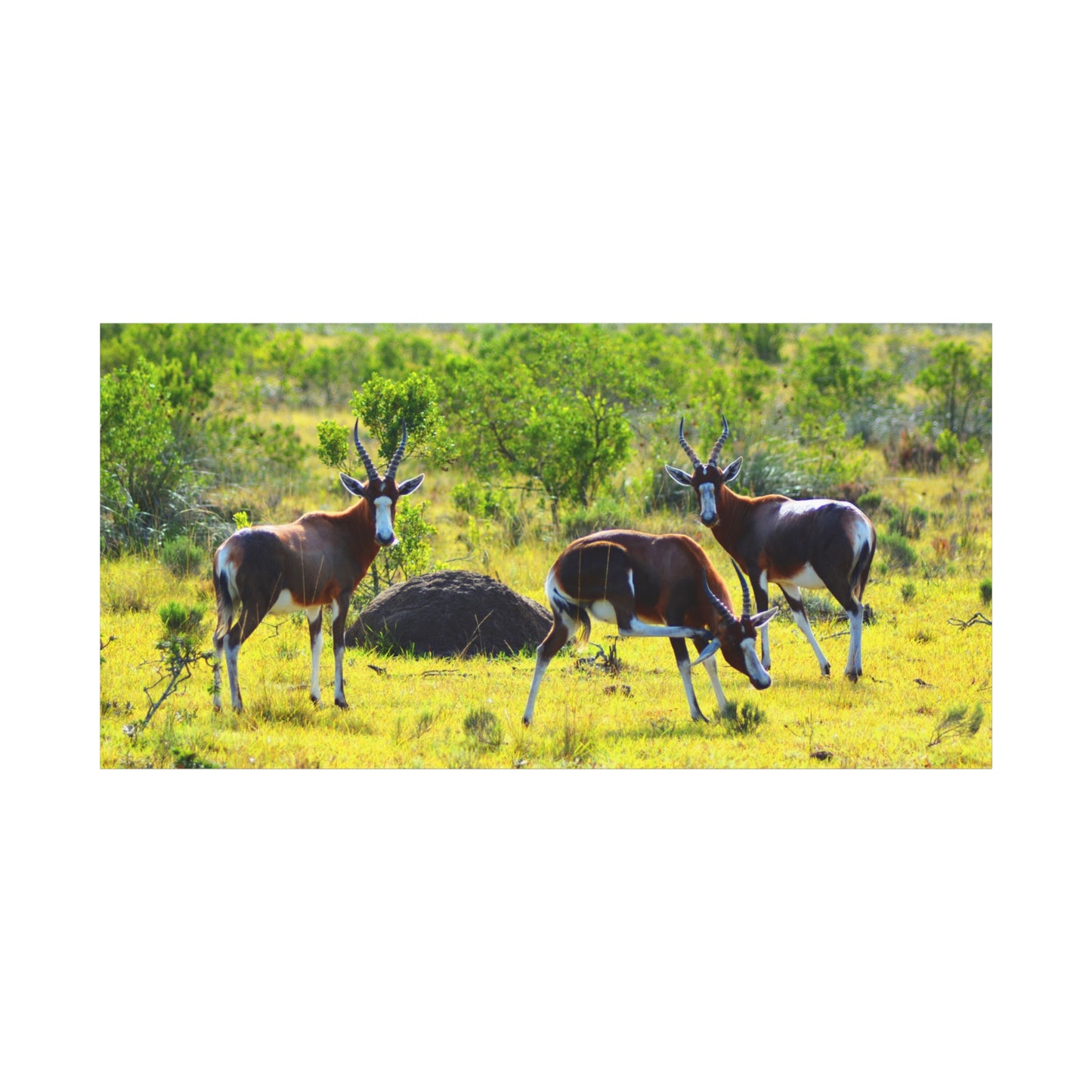 Blesbok in Africa - Canvas Print