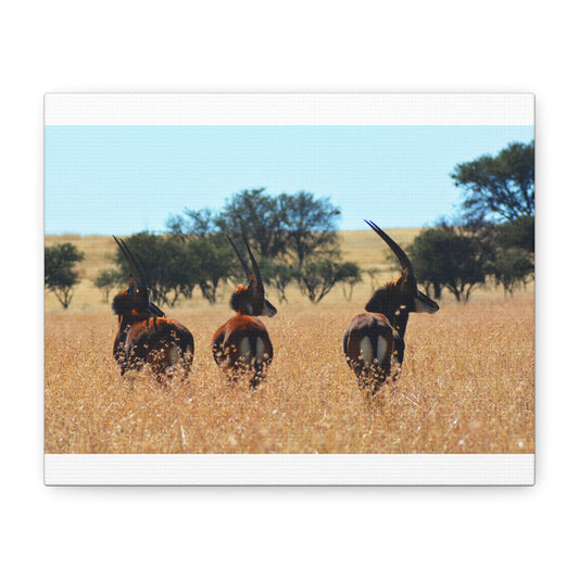 Sable Trio in Africa Canvas Print