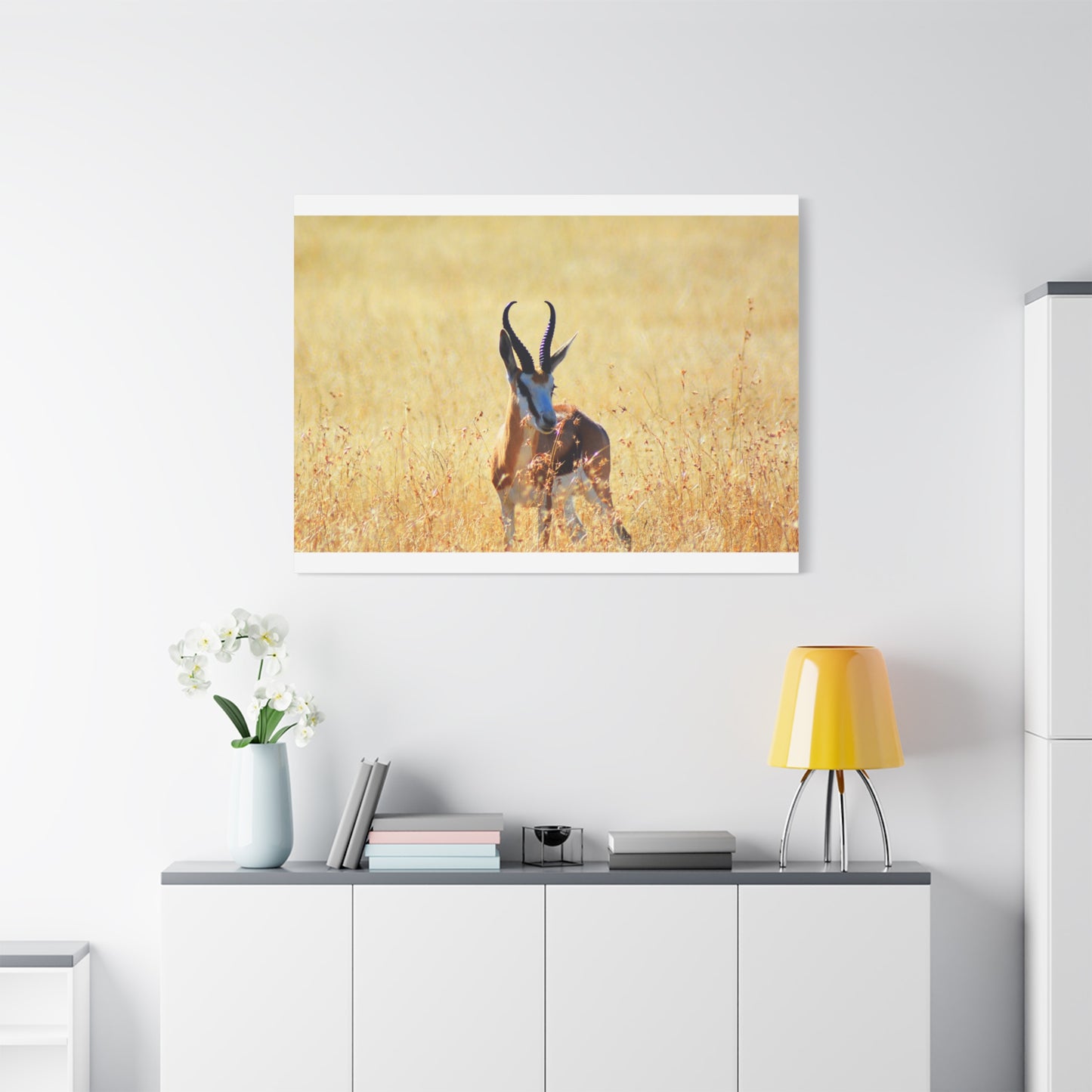 Africa Springbok