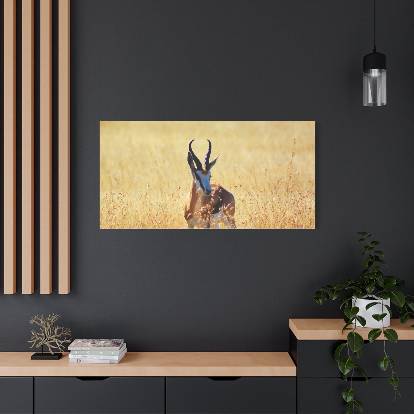Africa Springbok