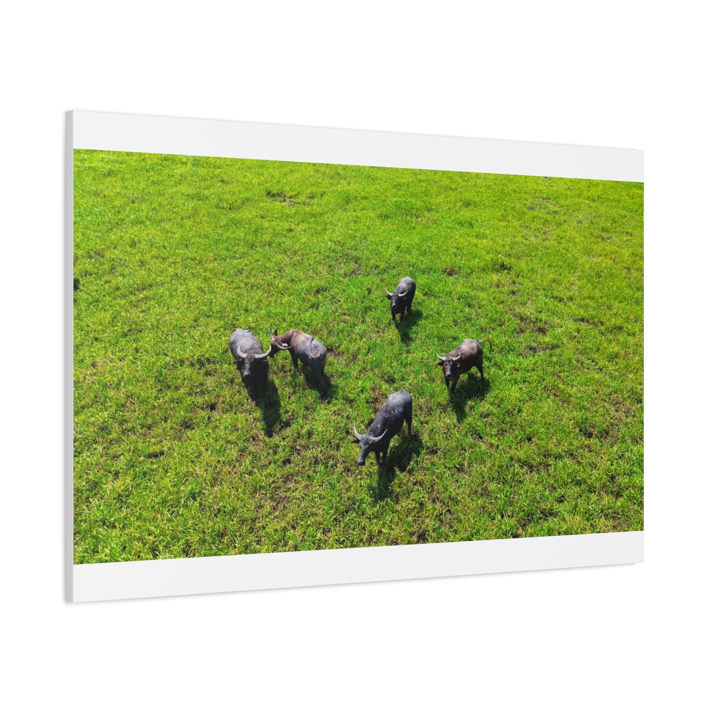 Australia Water Buffalo - Canvas Print