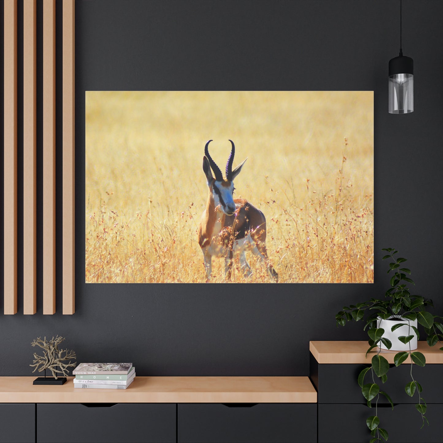 Africa Springbok