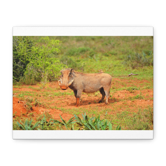 Dirty Warthog - Canvas Print