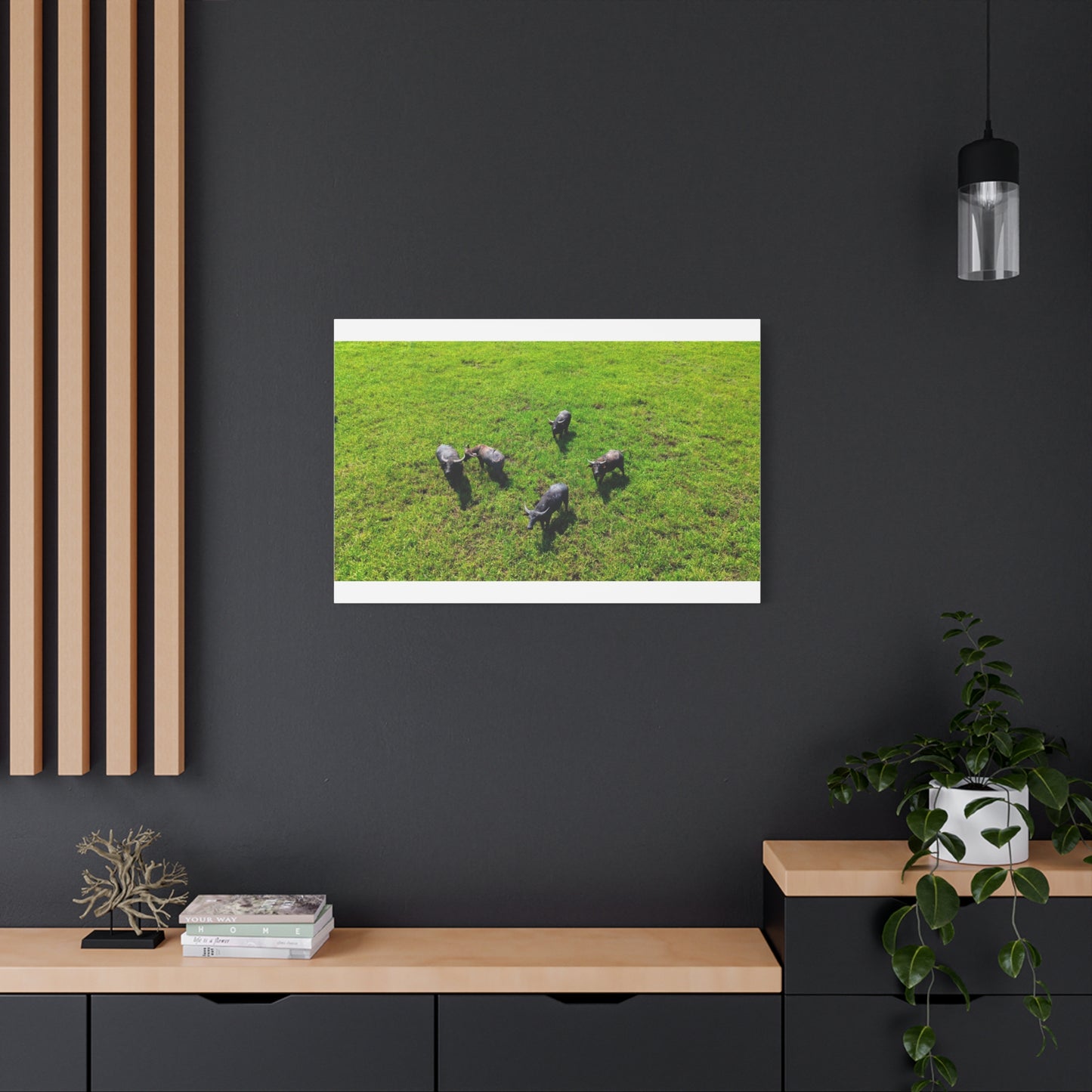 Australia Water Buffalo - Canvas Print