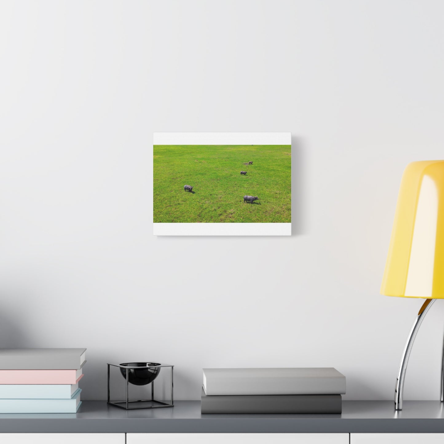 Asiatic Water Buffalo - Canvas Print