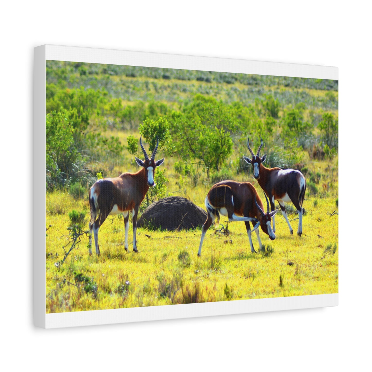 Blesbok in Africa - Canvas Print