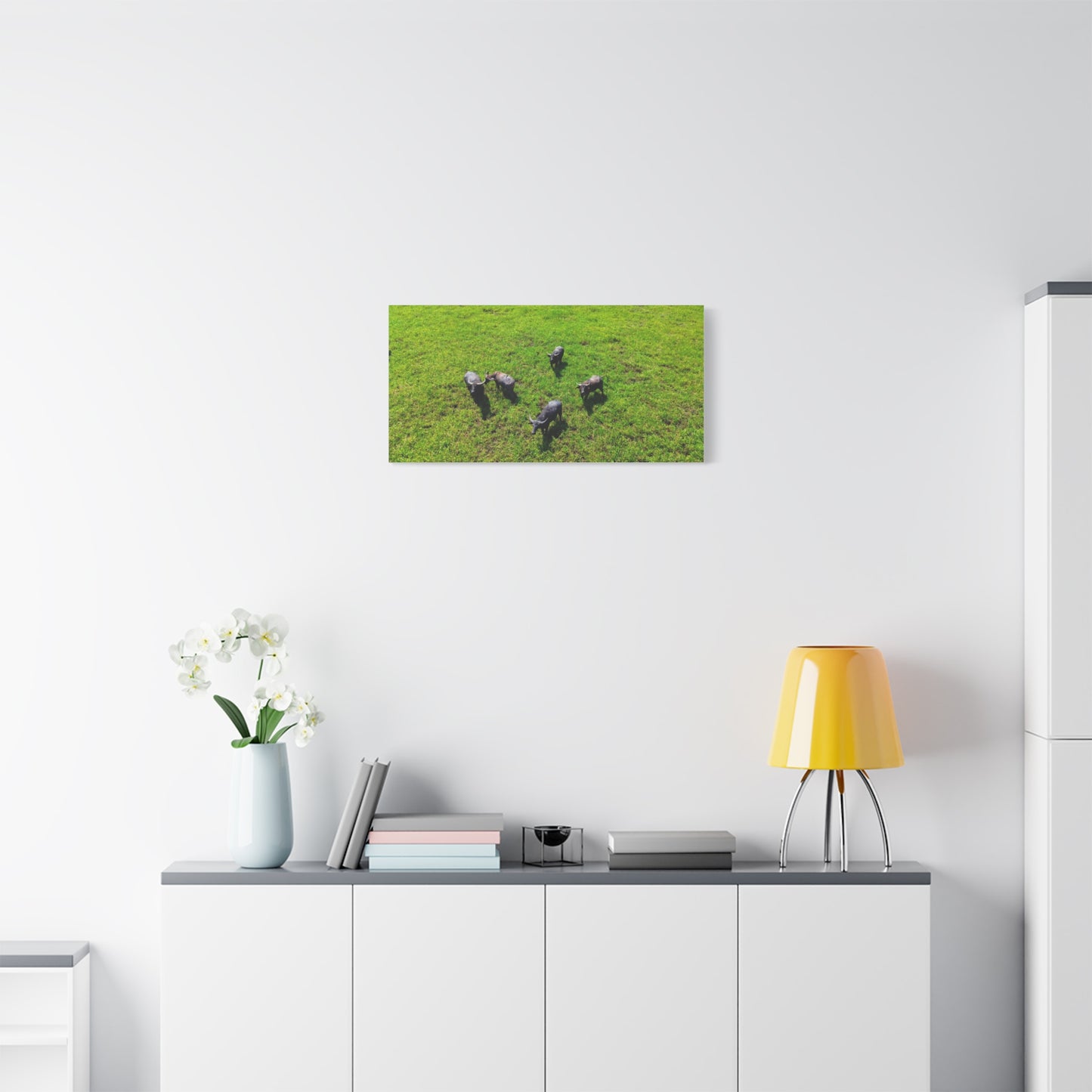 Australia Water Buffalo - Canvas Print