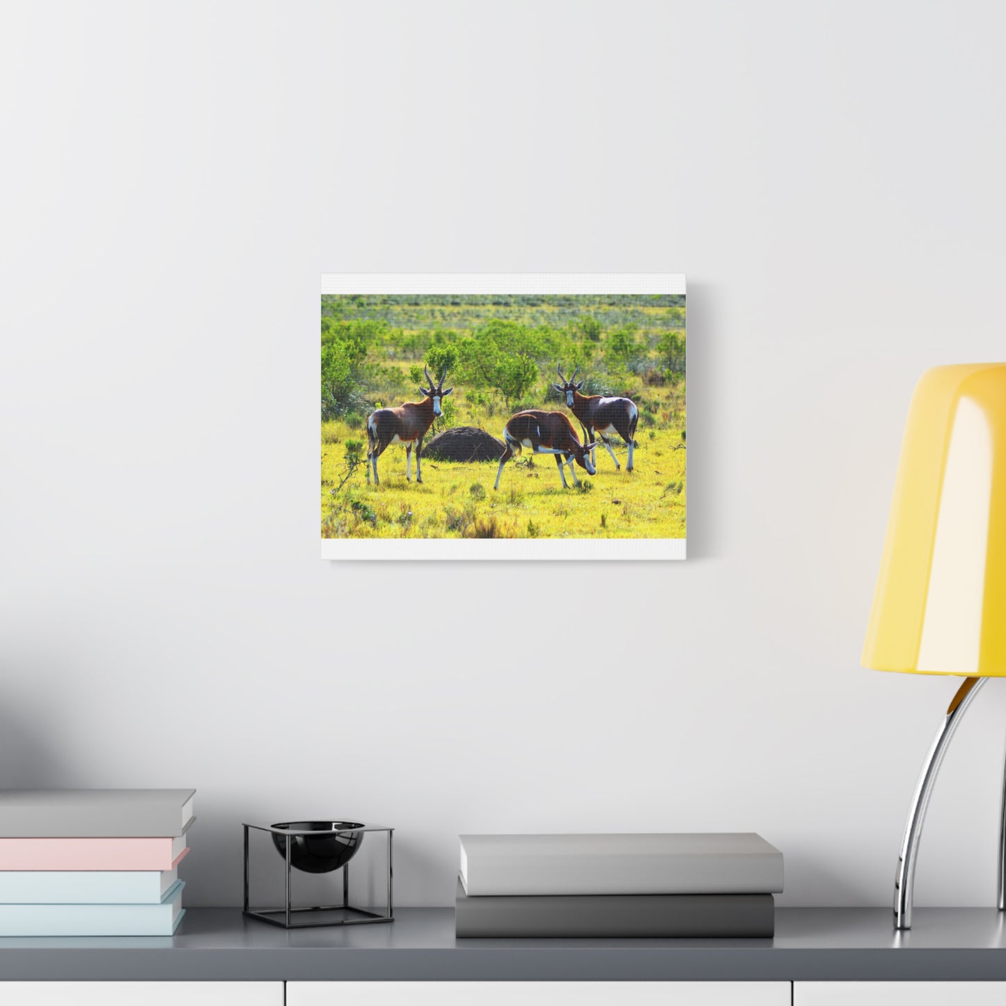 Blesbok in Africa - Canvas Print