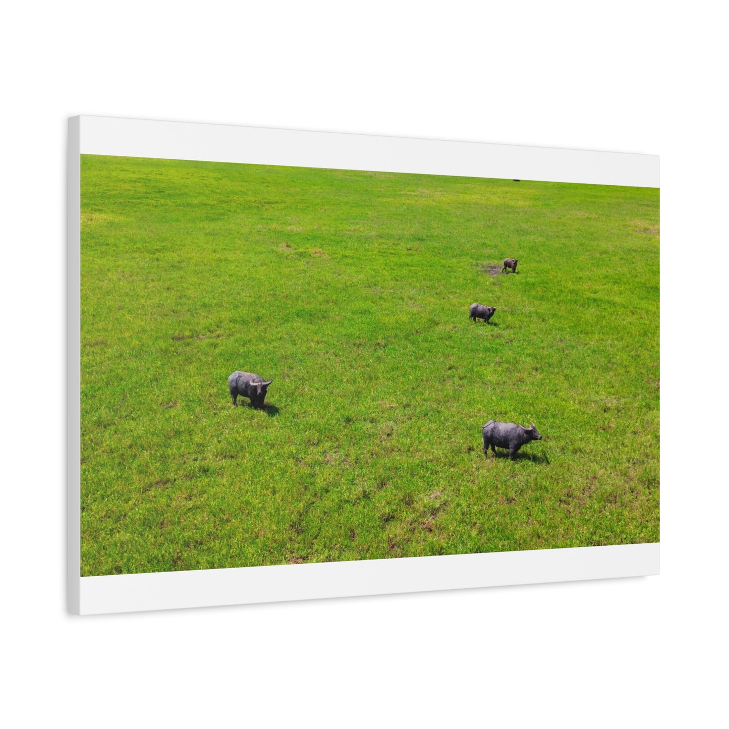Asiatic Water Buffalo - Canvas Print