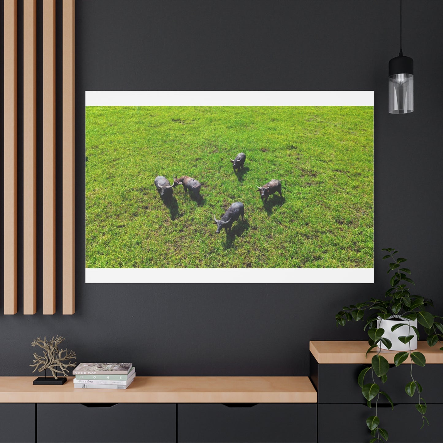 Australia Water Buffalo - Canvas Print