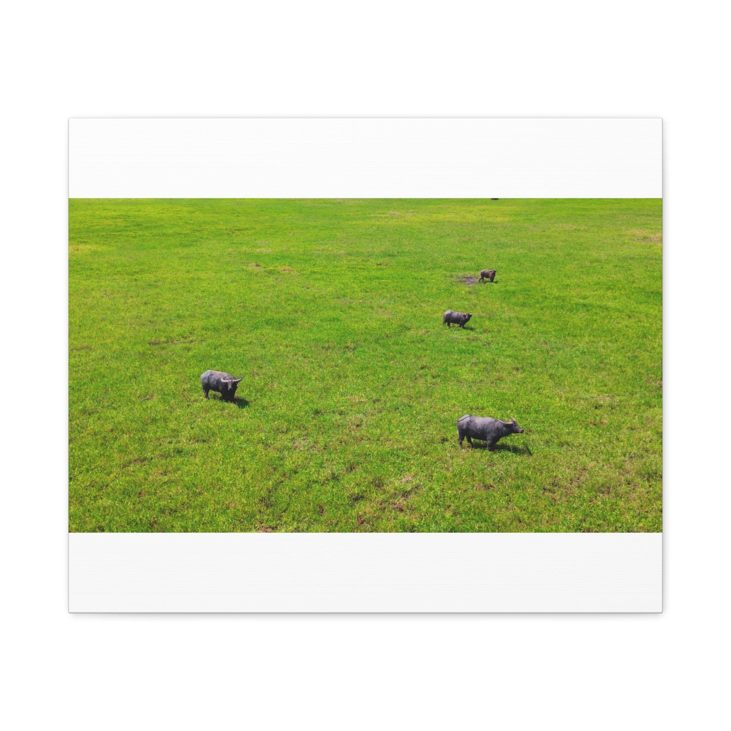 Asiatic Water Buffalo - Canvas Print