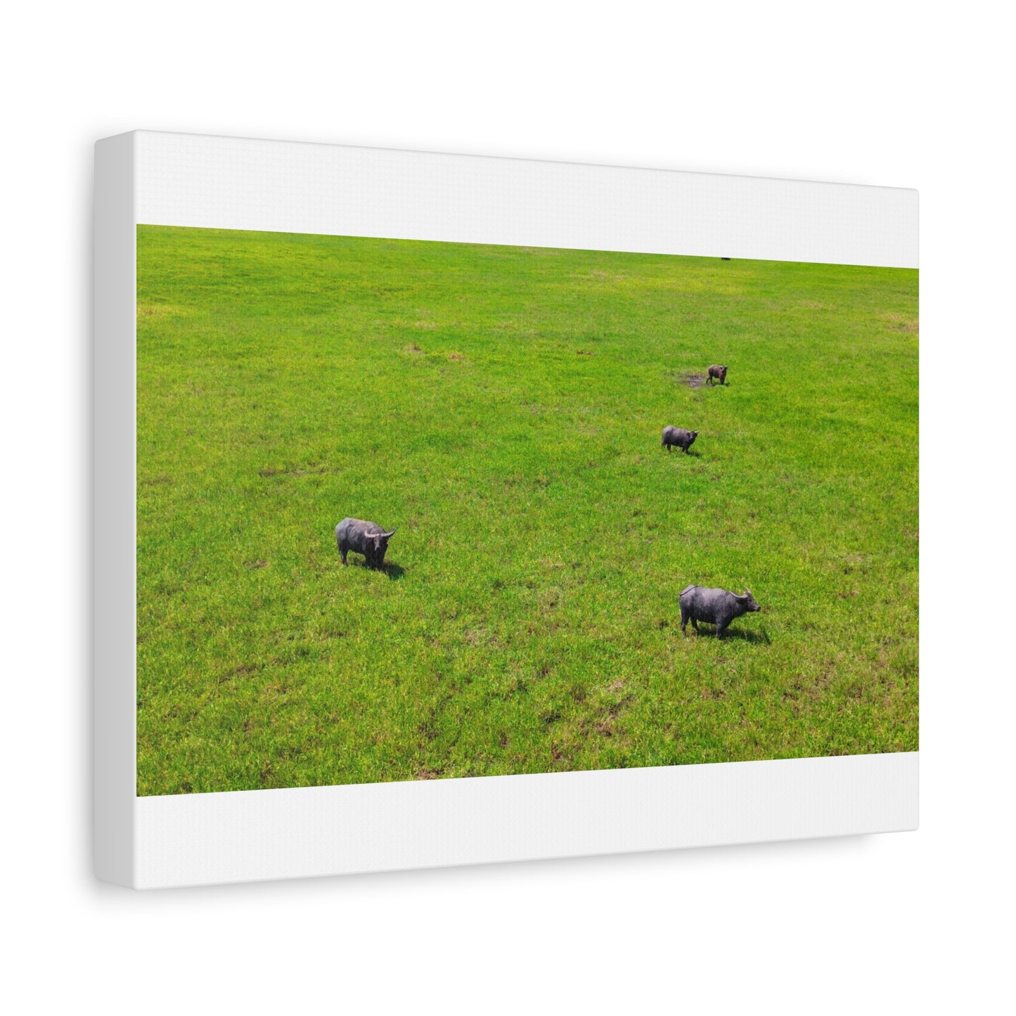 Asiatic Water Buffalo - Canvas Print