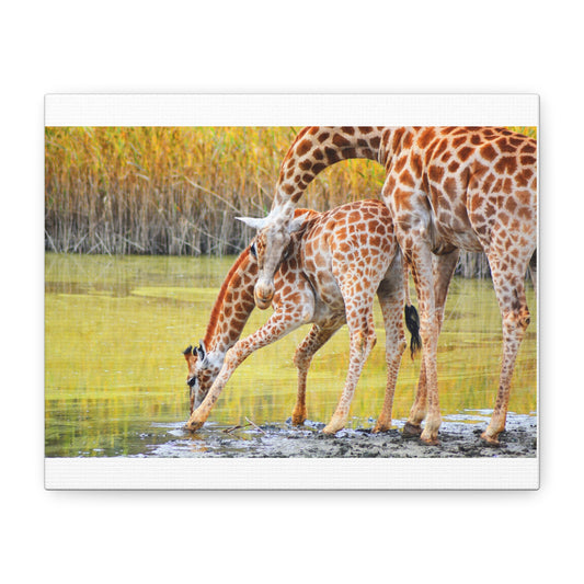 Giraffe Family Matte Canvas Wall Art, Nature Decor, Wildlife Print, Animal Lovers Gift, Nursery Decoration