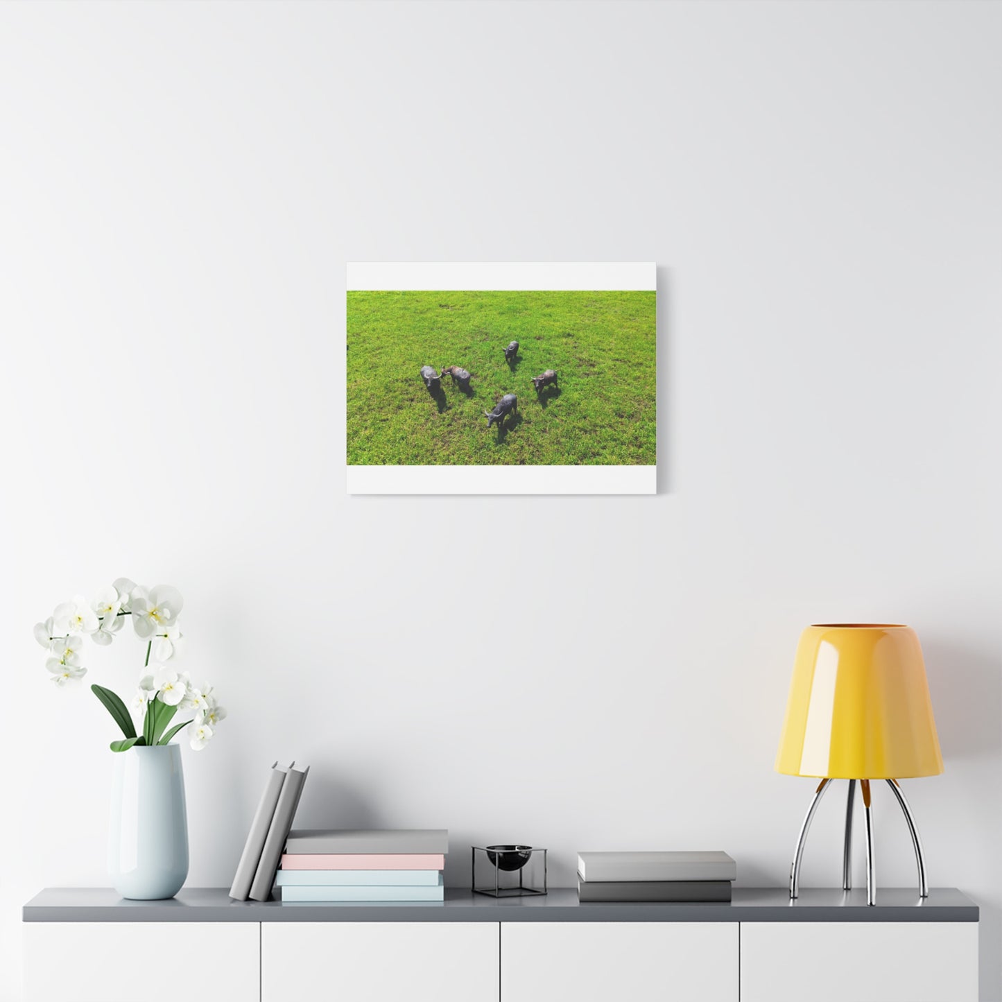 Australia Water Buffalo - Canvas Print