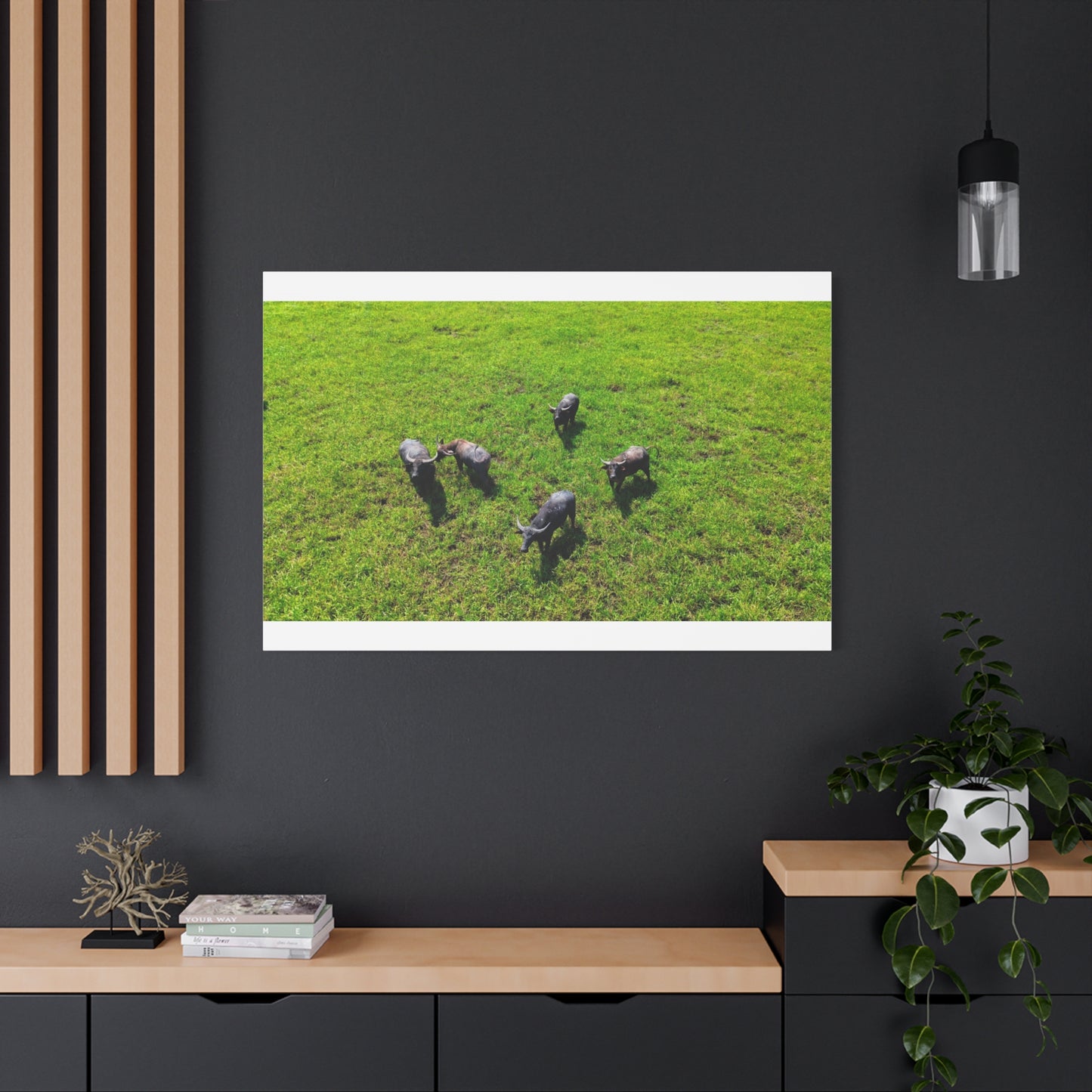 Australia Water Buffalo - Canvas Print