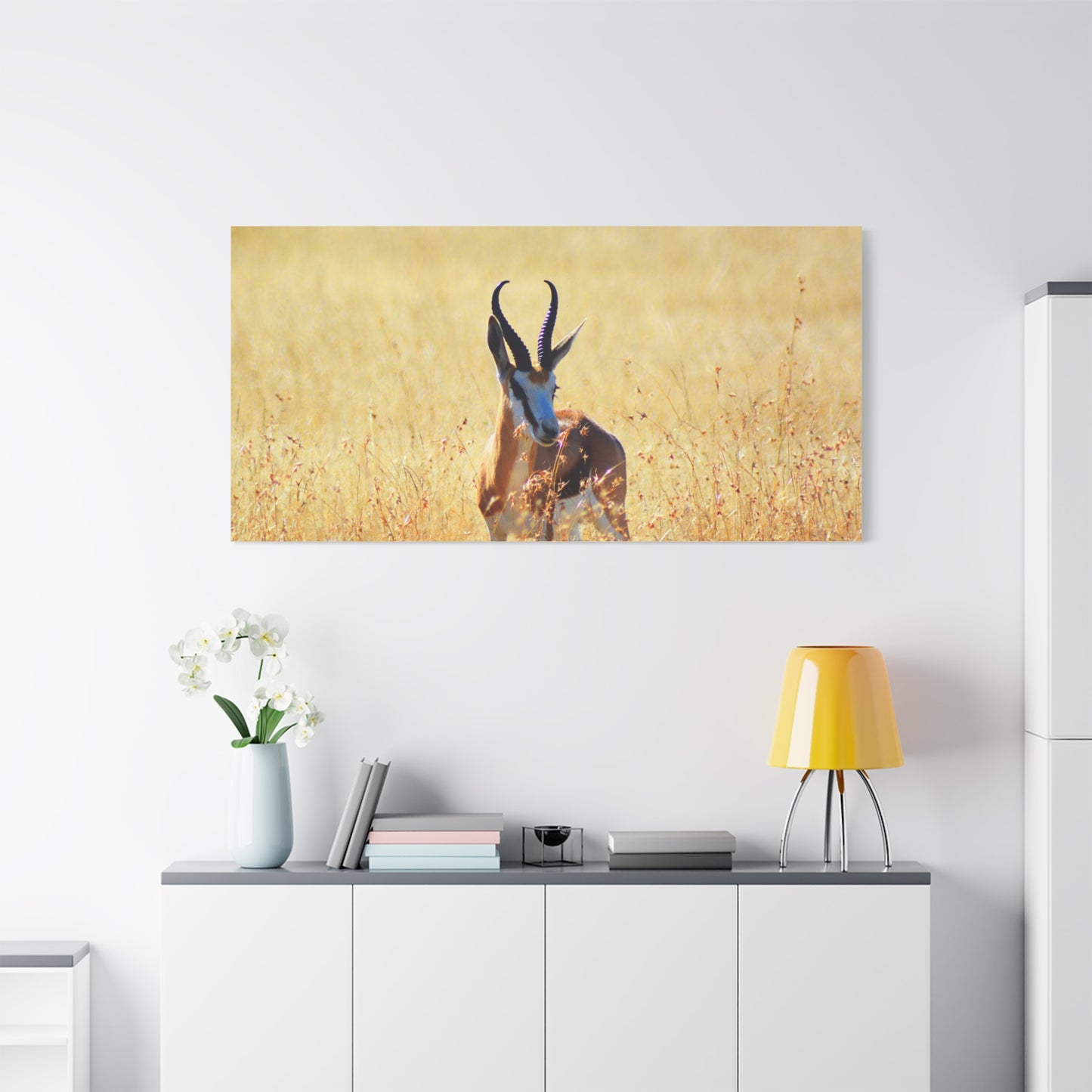 Africa Springbok