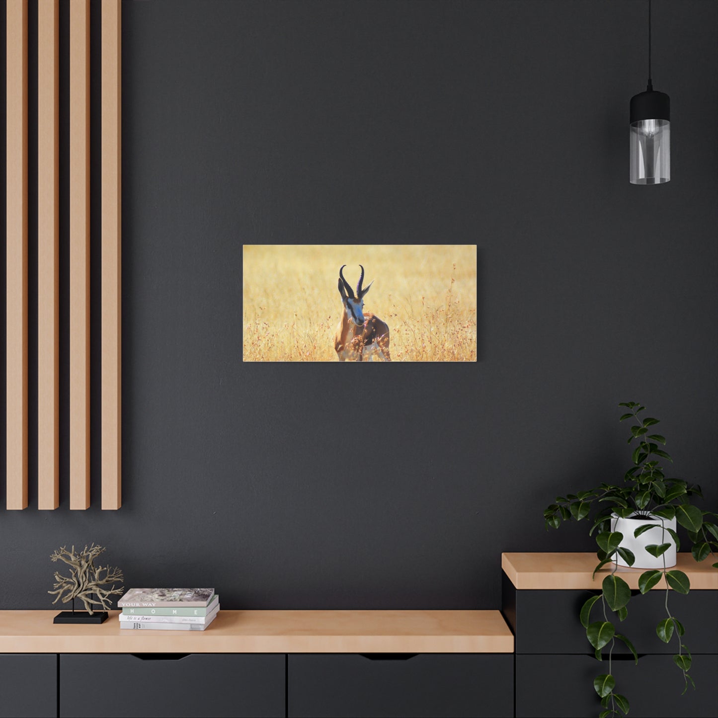 Africa Springbok