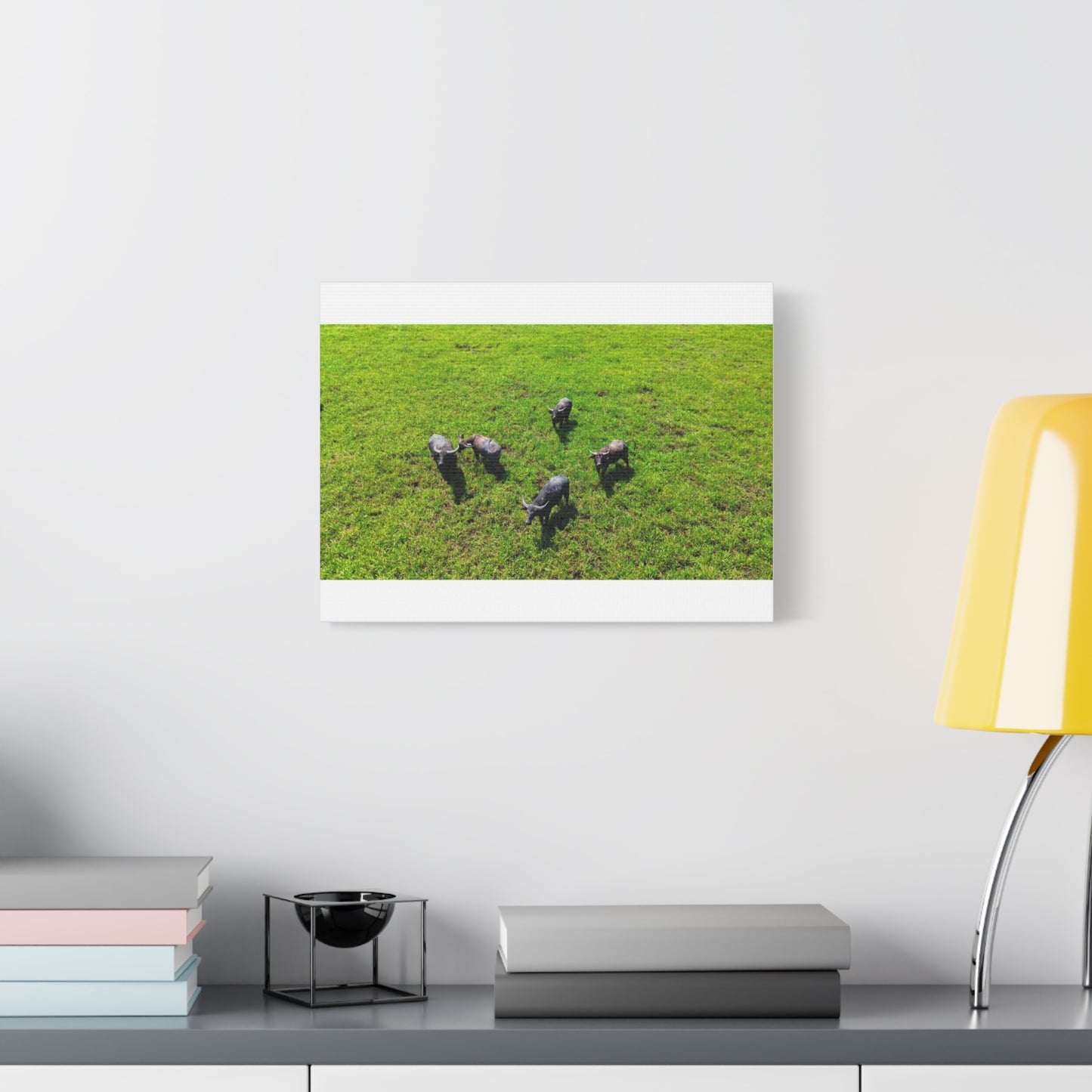 Australia Water Buffalo - Canvas Print