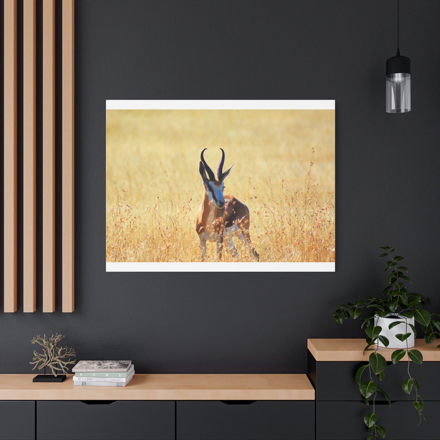 Africa Springbok