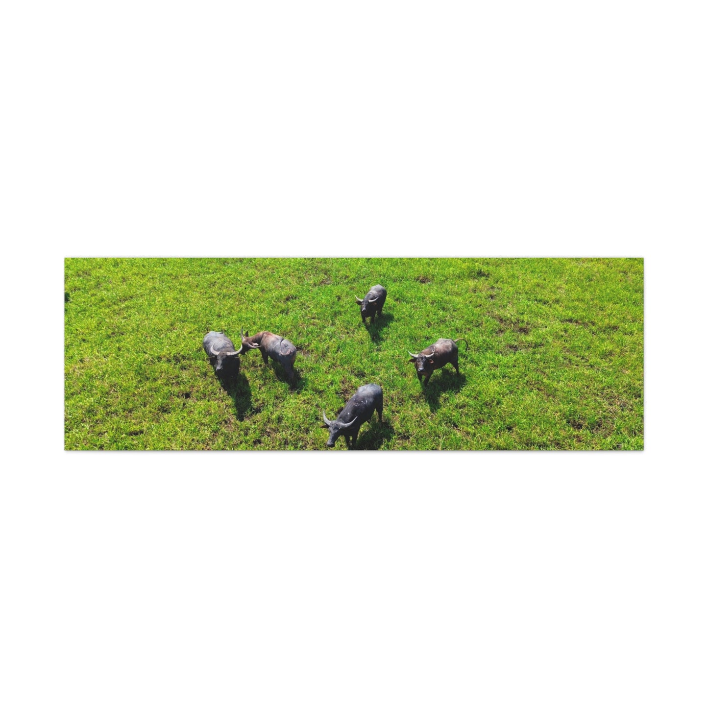 Australia Water Buffalo - Canvas Print
