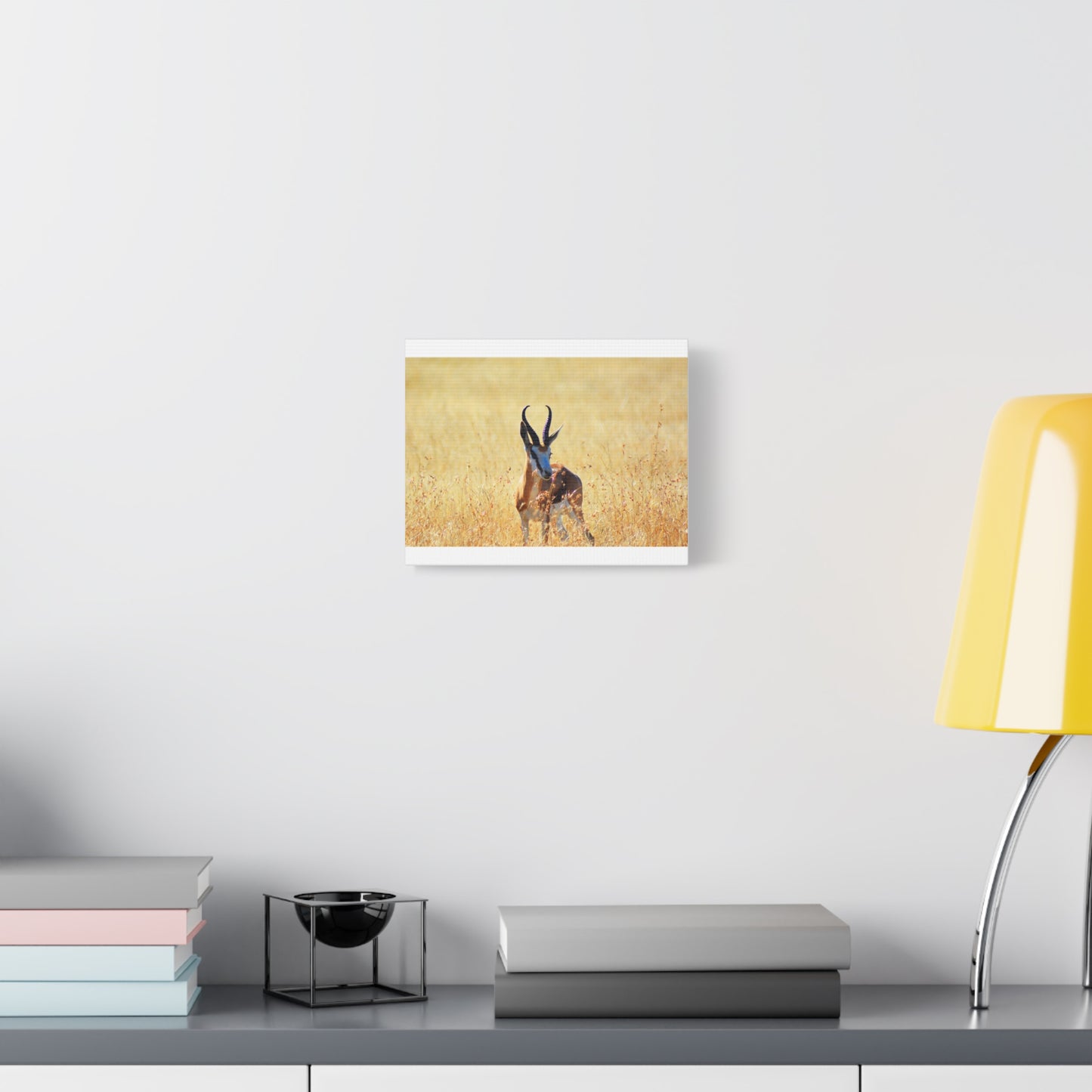 Africa Springbok
