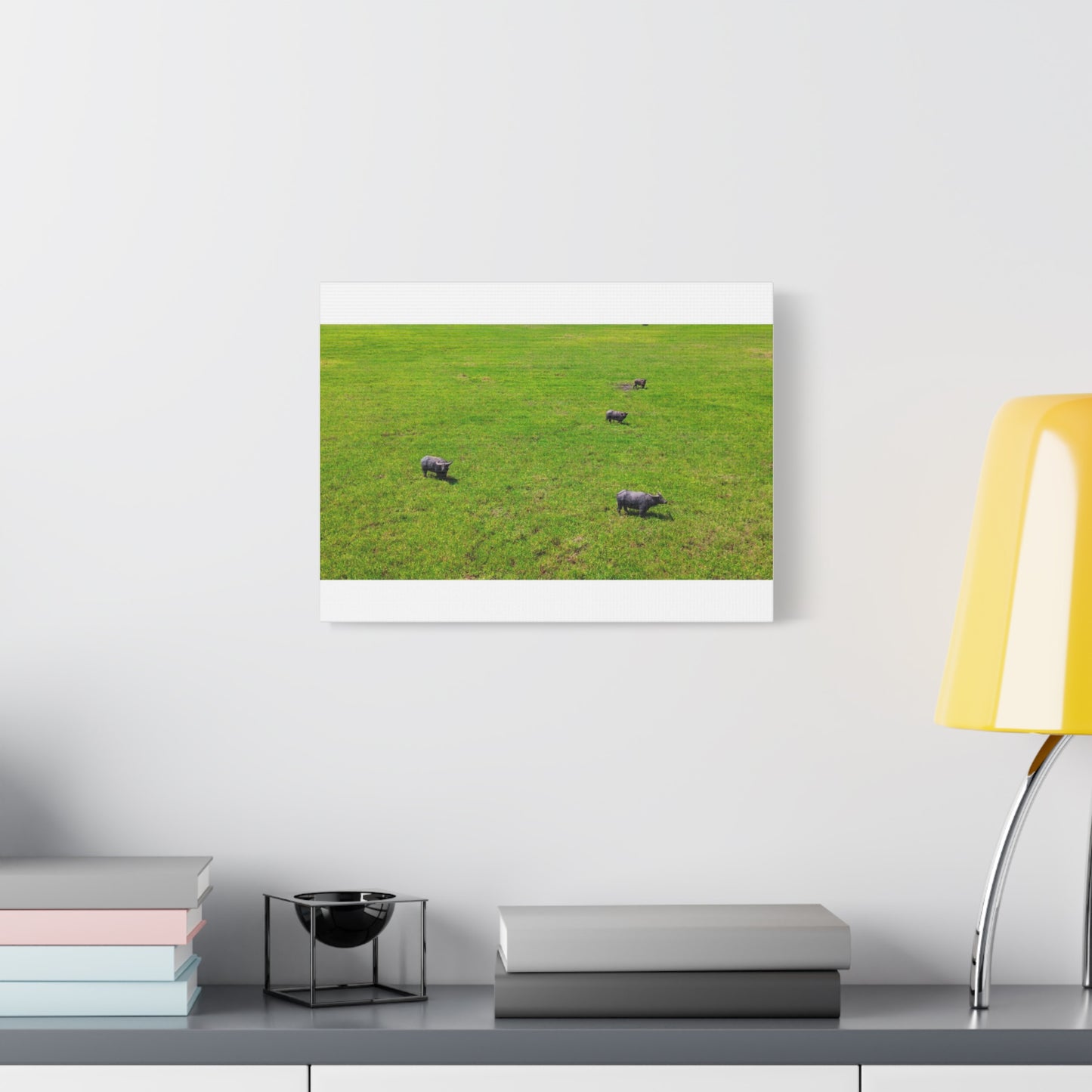 Asiatic Water Buffalo - Canvas Print
