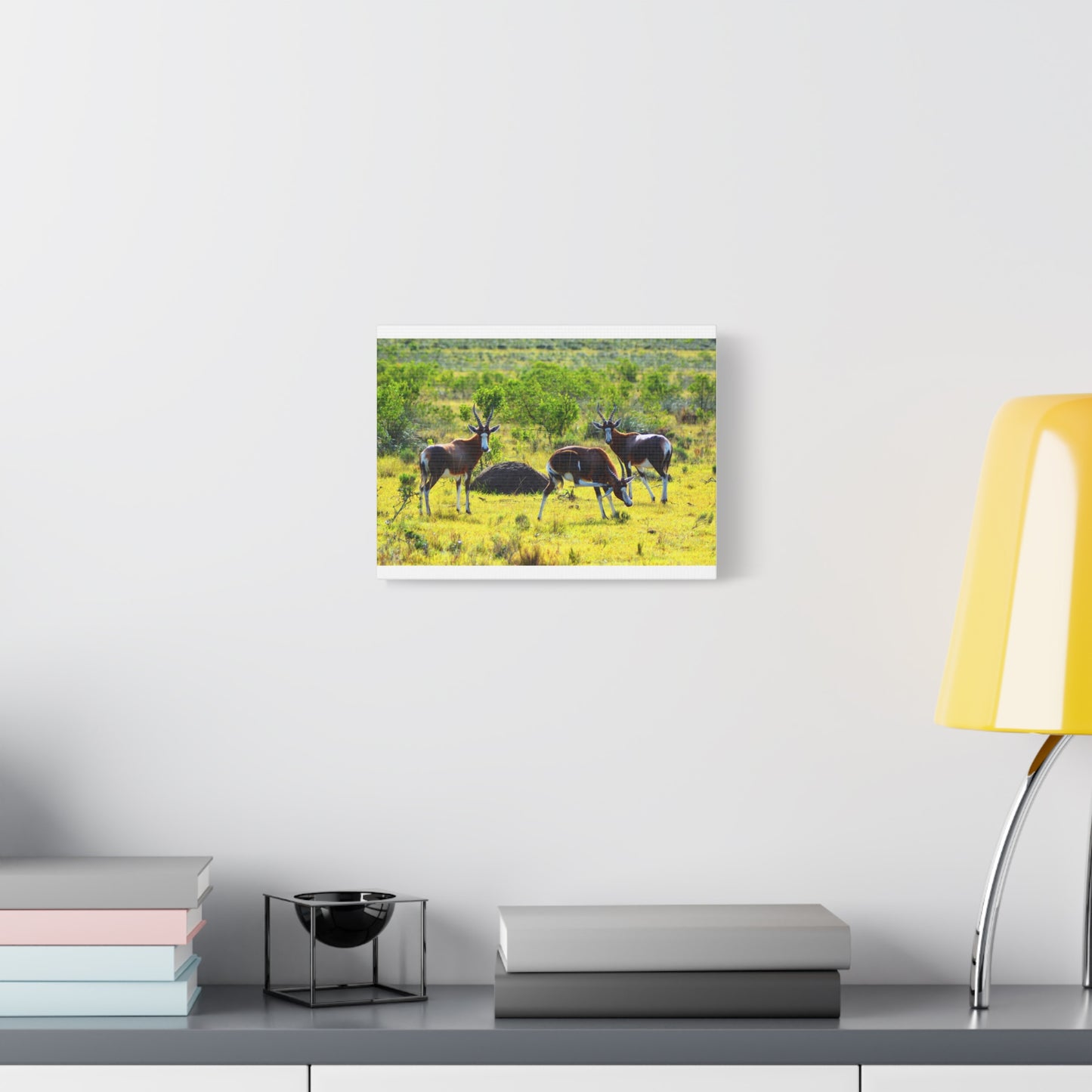 Blesbok in Africa - Canvas Print