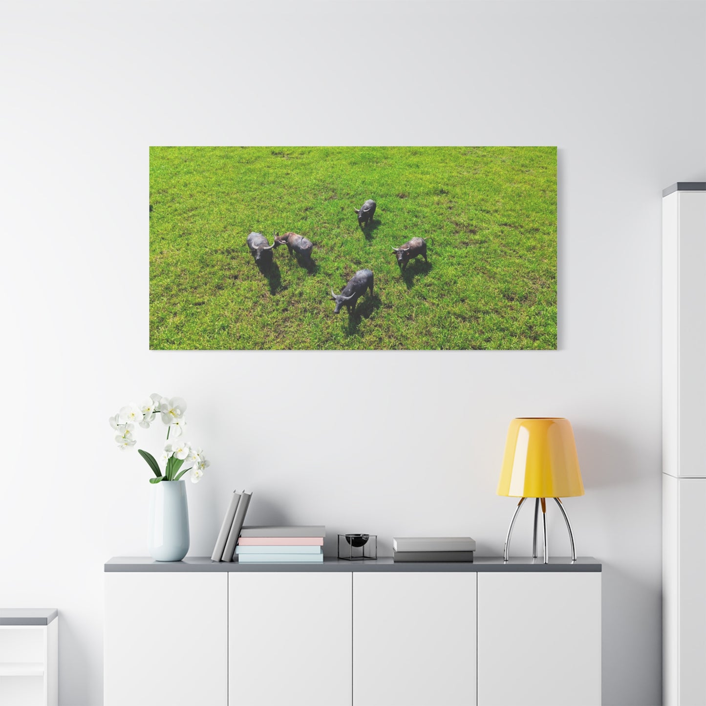Australia Water Buffalo - Canvas Print