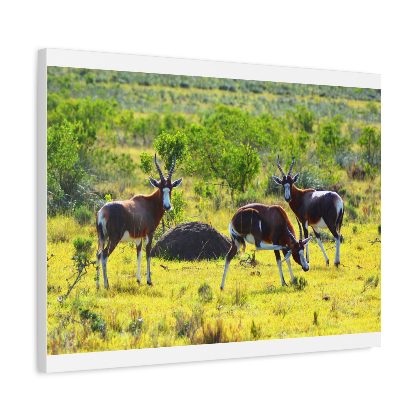 Blesbok in Africa - Canvas Print