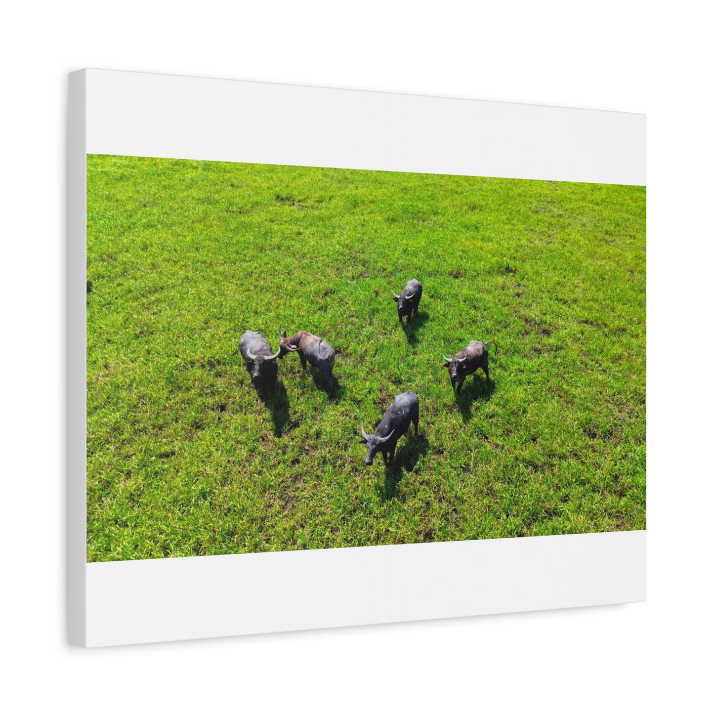 Australia Water Buffalo - Canvas Print