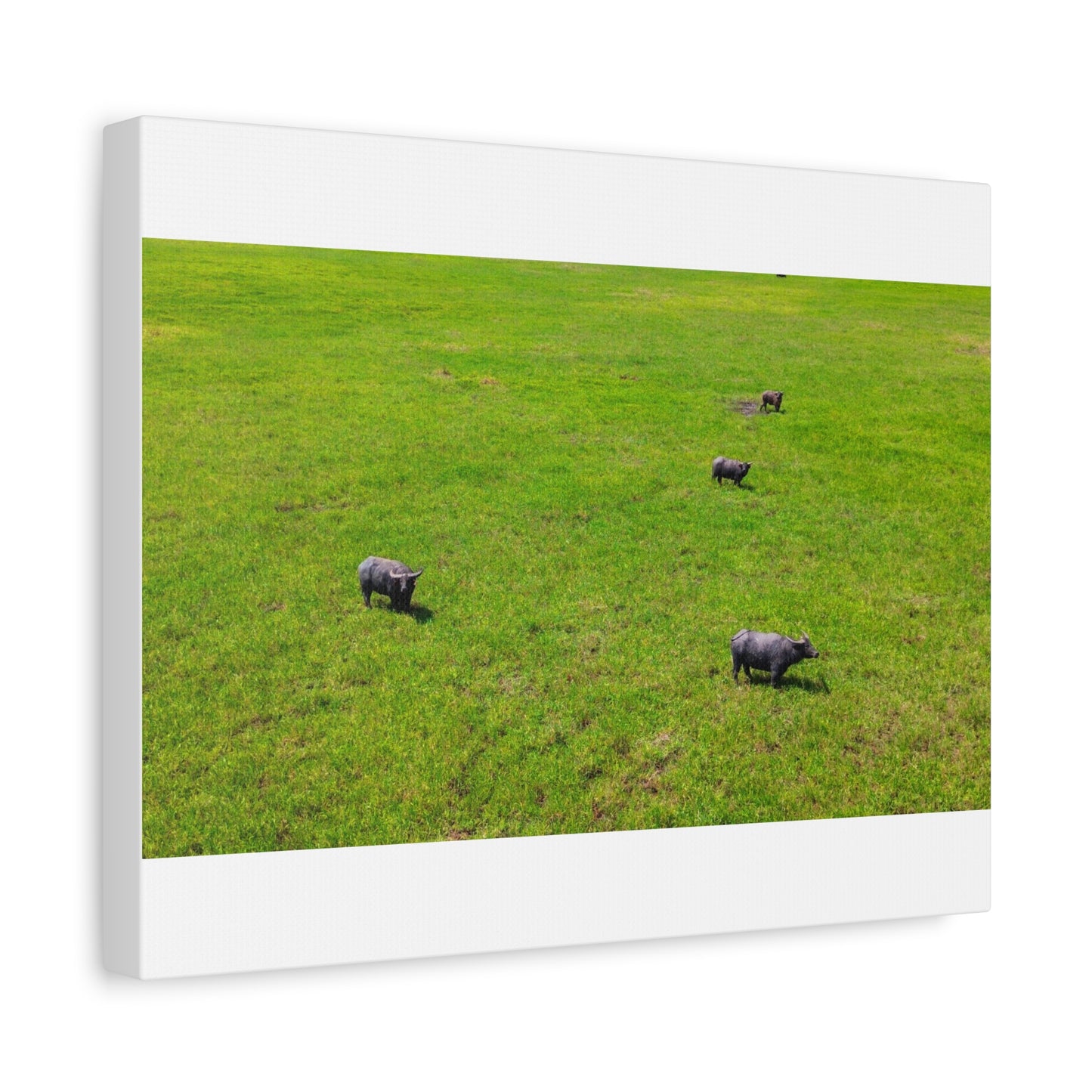 Asiatic Water Buffalo - Canvas Print