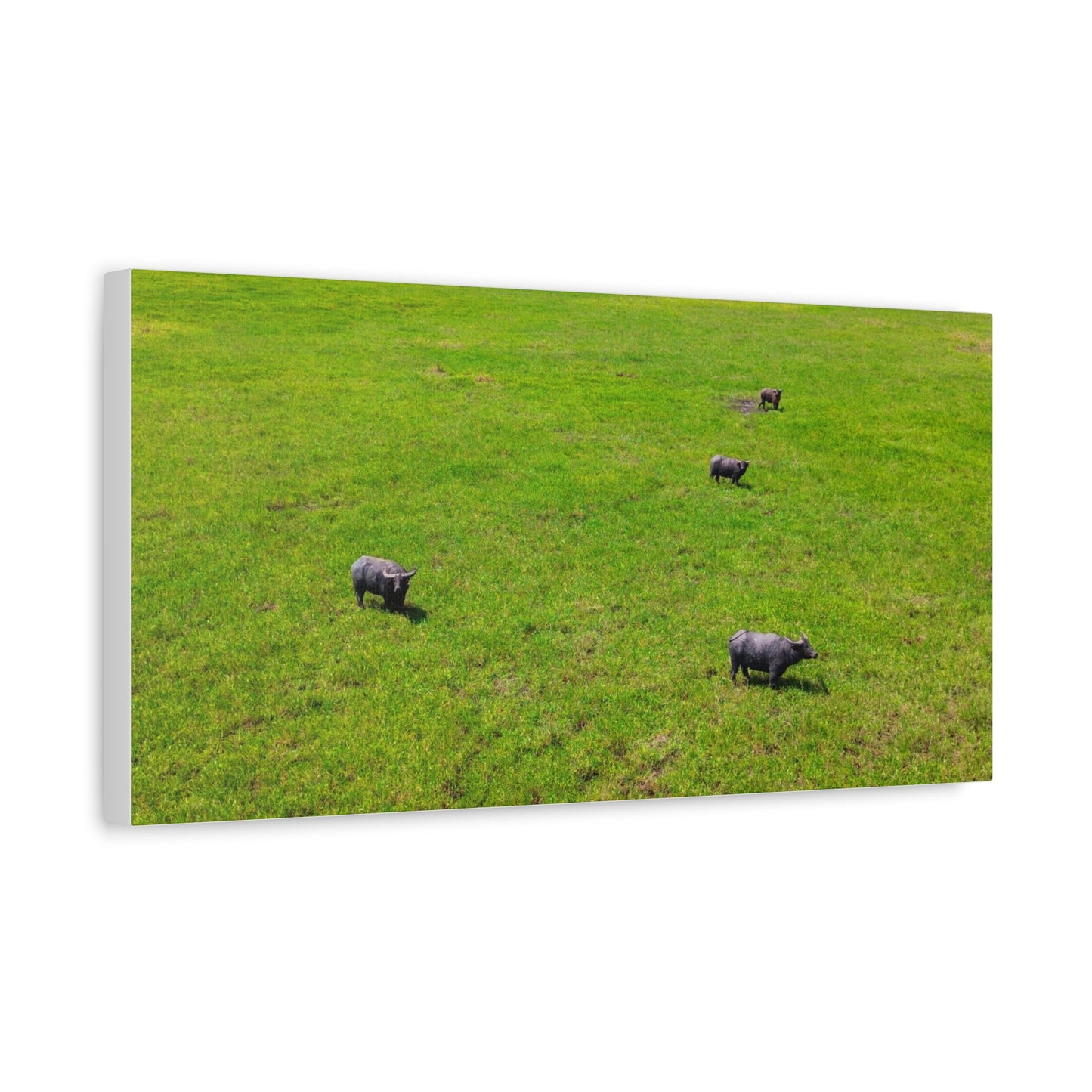 Asiatic Water Buffalo - Canvas Print
