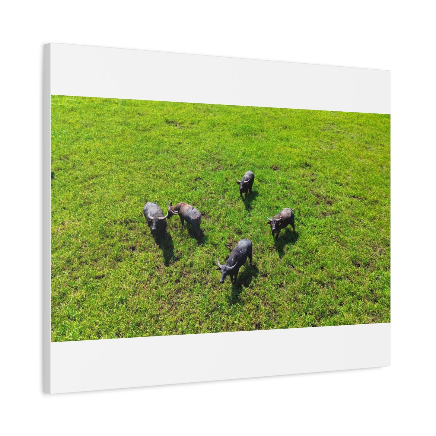 Australia Water Buffalo - Canvas Print