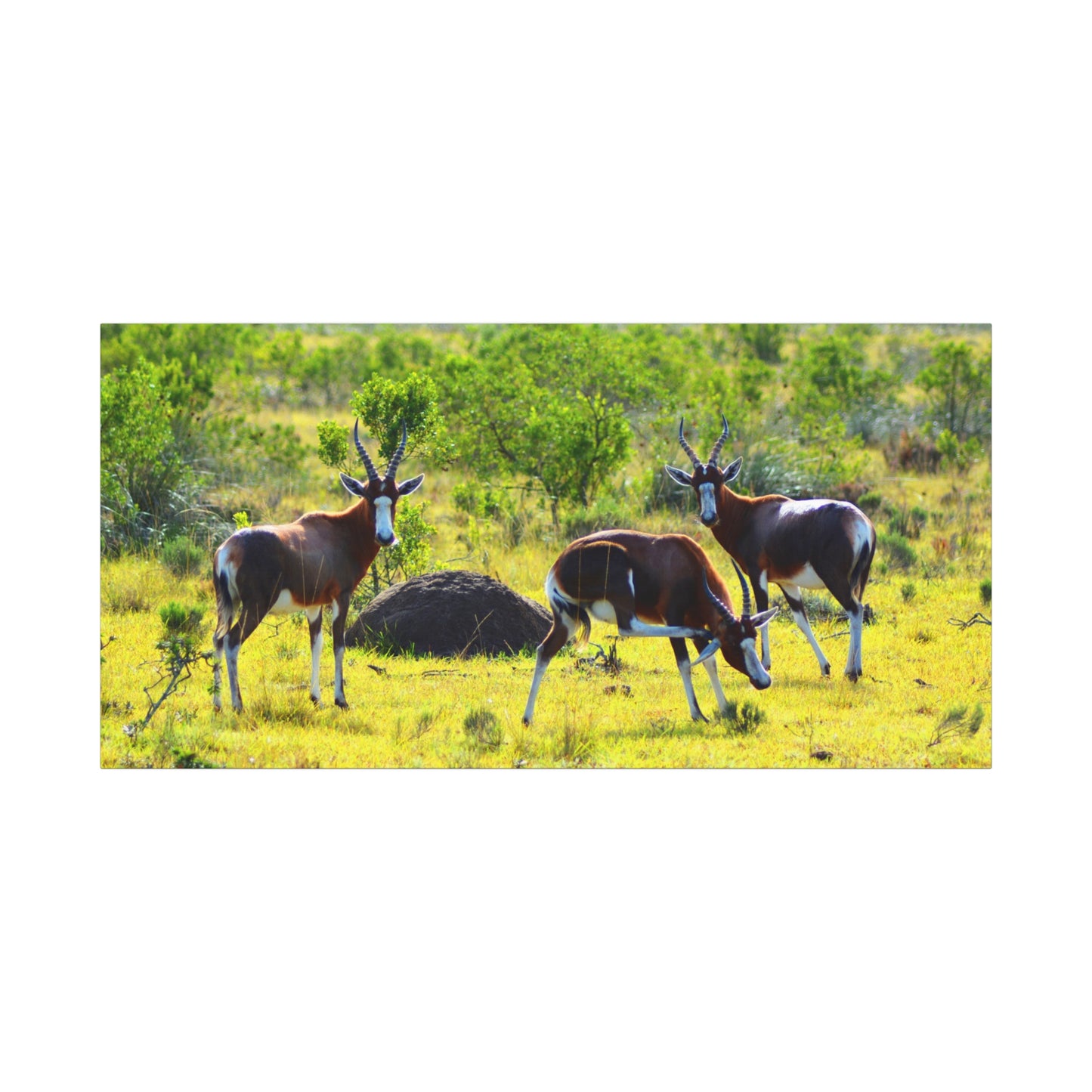 Blesbok in Africa - Canvas Print